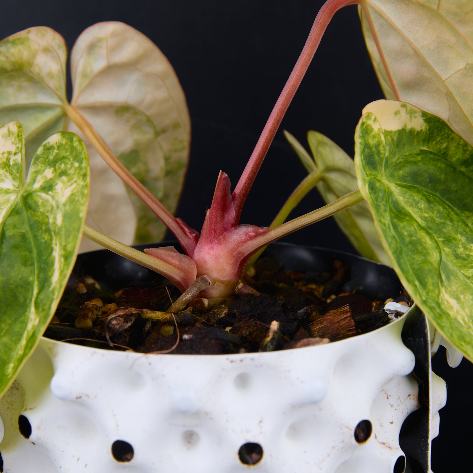 Anthurium 'AM1(Kaiser)' x magnificum C