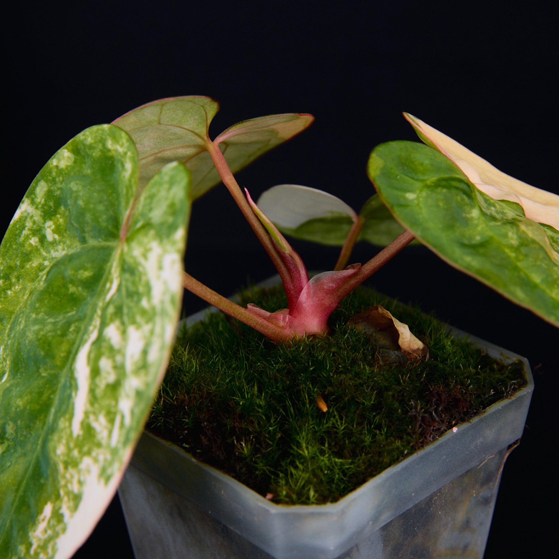 Anthurium 'AM2(Sunset)' x AOS Seedlings