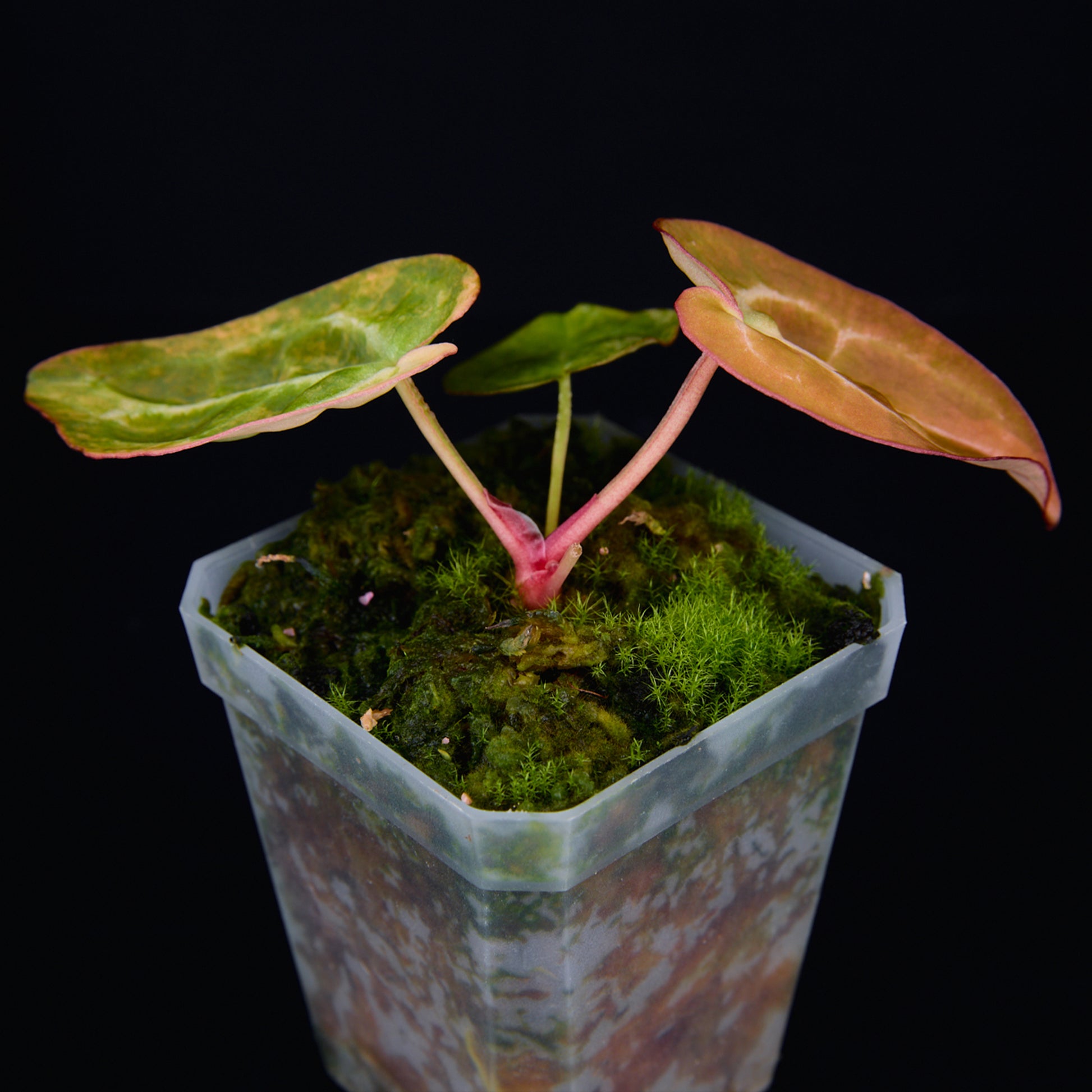 Anthurium 'AM2(Sunset)' Seedlings