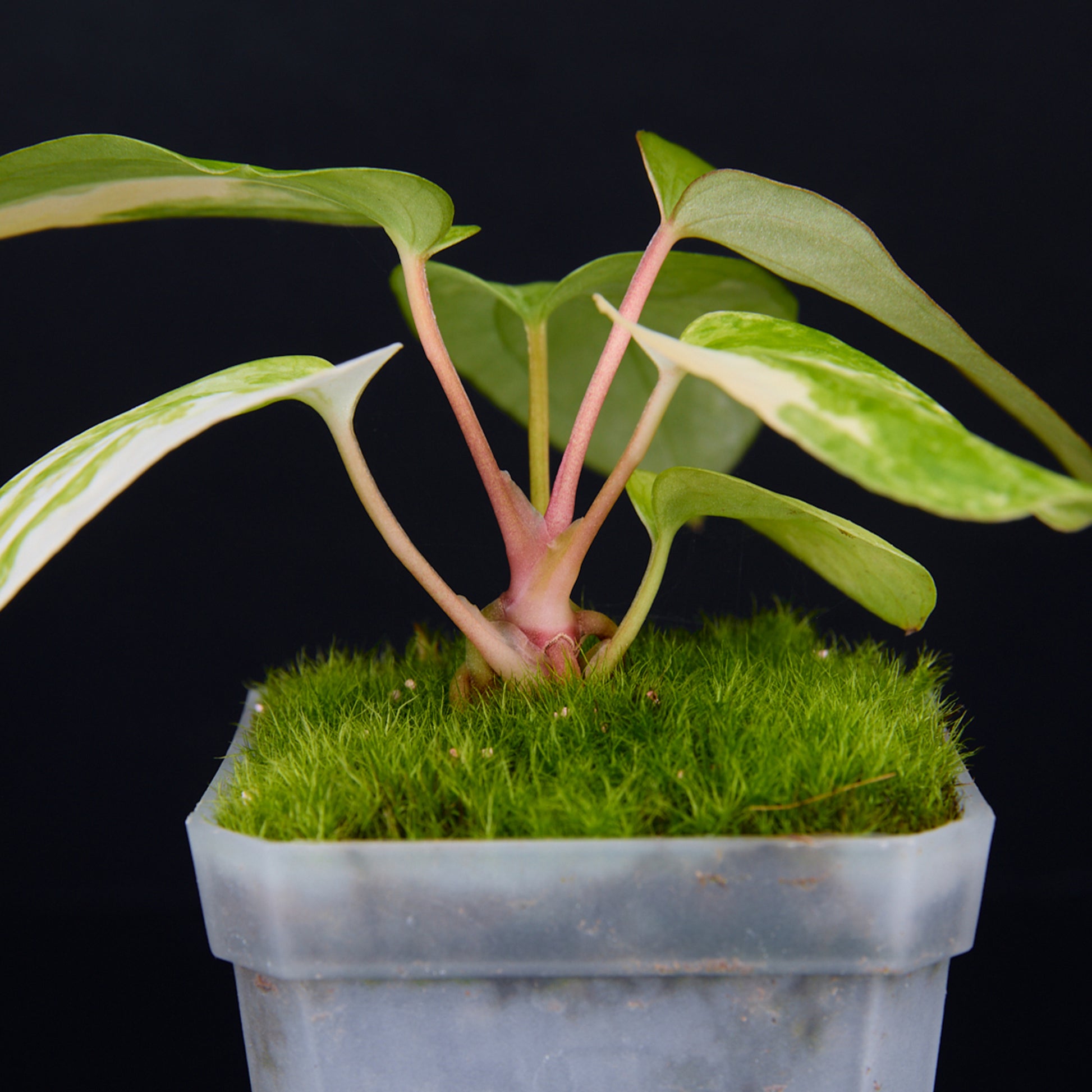 Anthurium 'AM2(Sunset)' x subsignatum Seedlings