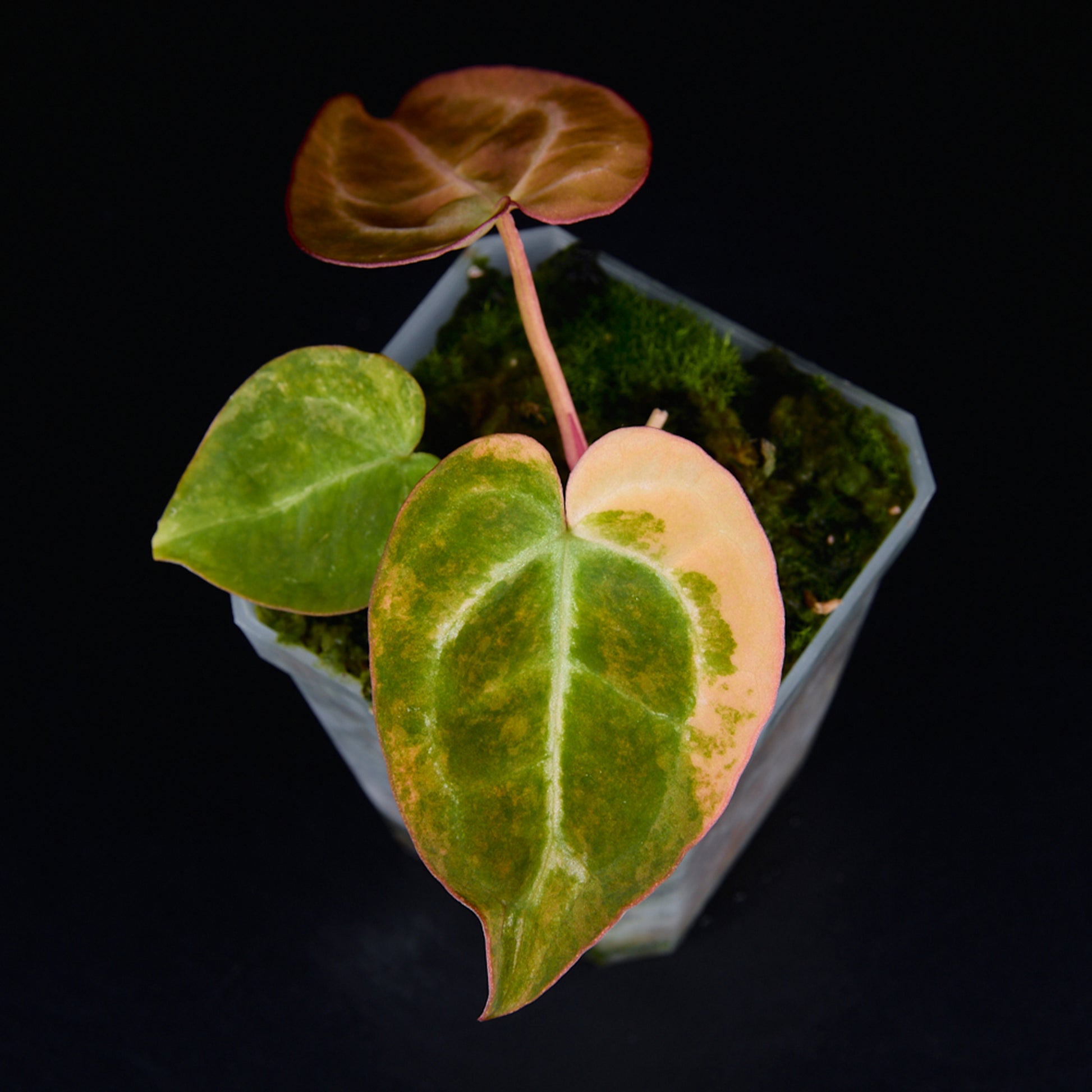 Anthurium 'AM2(Sunset)' Seedlings