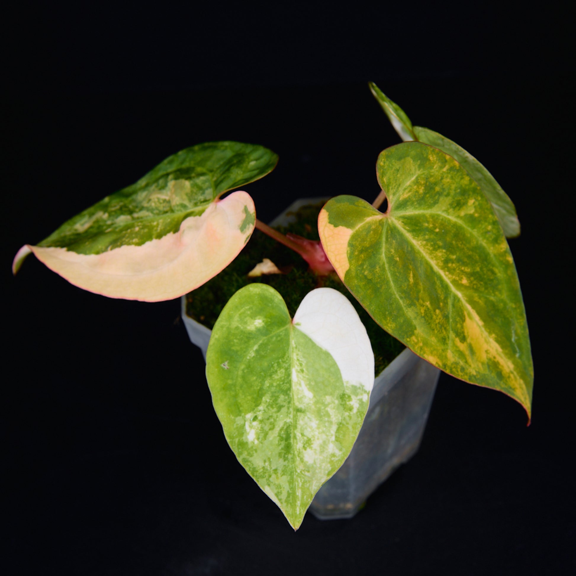 Anthurium 'AM2(Sunset)' x AOS Seedlings