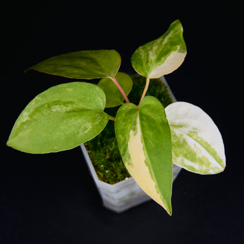 Anthurium 'AM2(Sunset)' x subsignatum Seedlings
