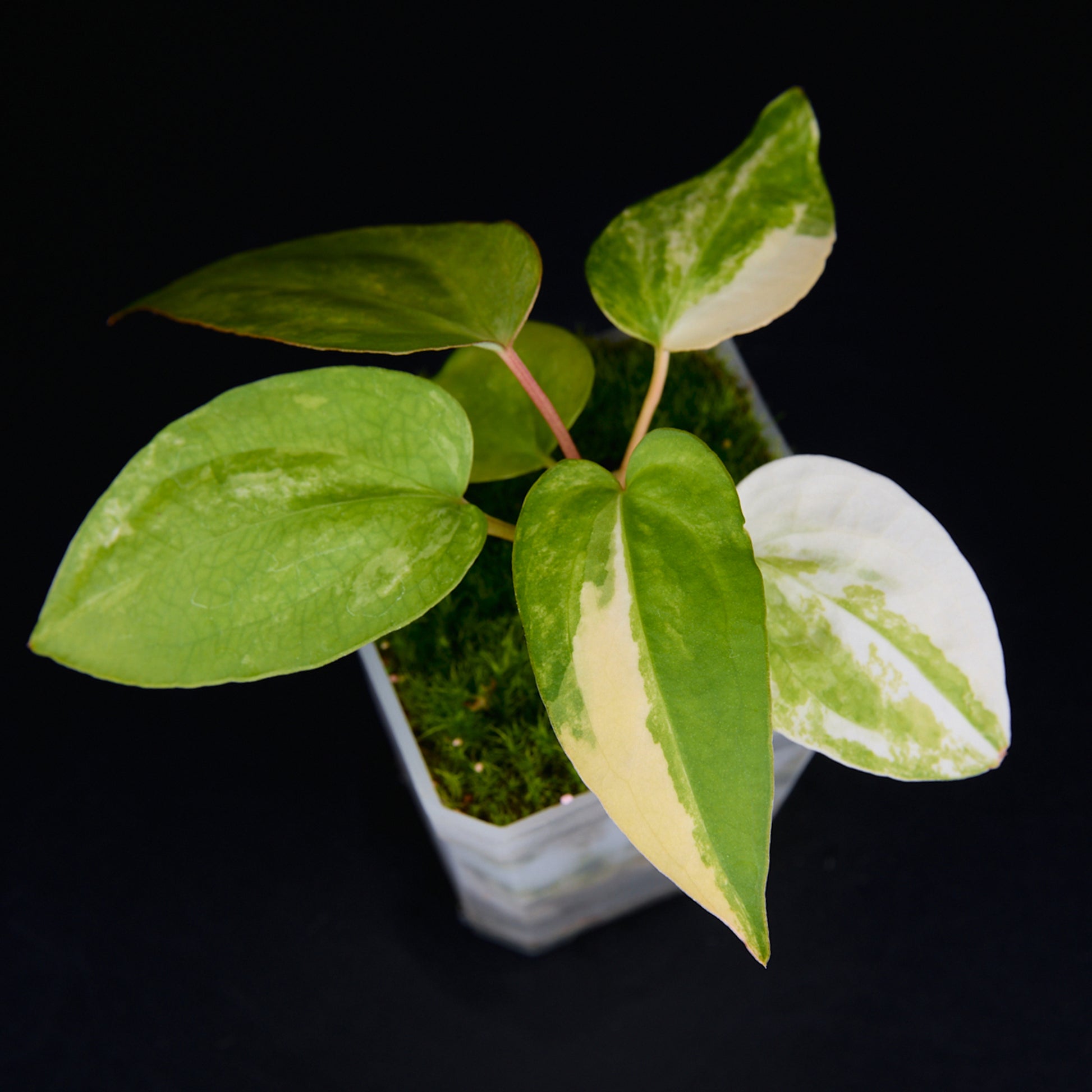 Anthurium 'AM2(Sunset)' x subsignatum Seedlings