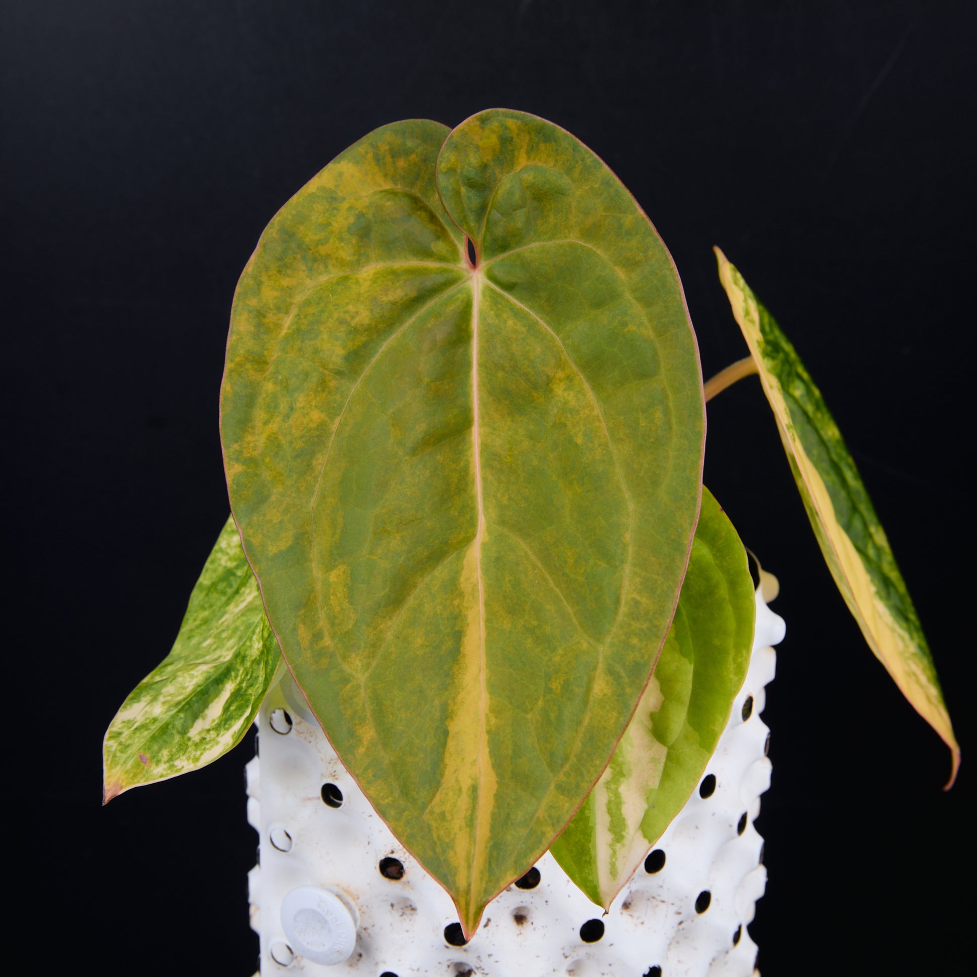 Anthurium 'AM1(Kaiser)' x magnificum C