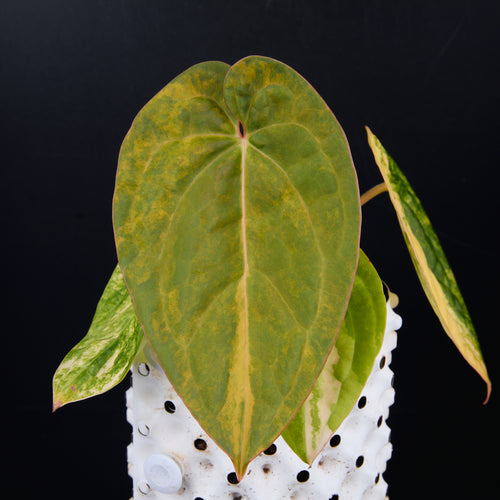Anthurium 'AM1(Kaiser)' x magnificum C