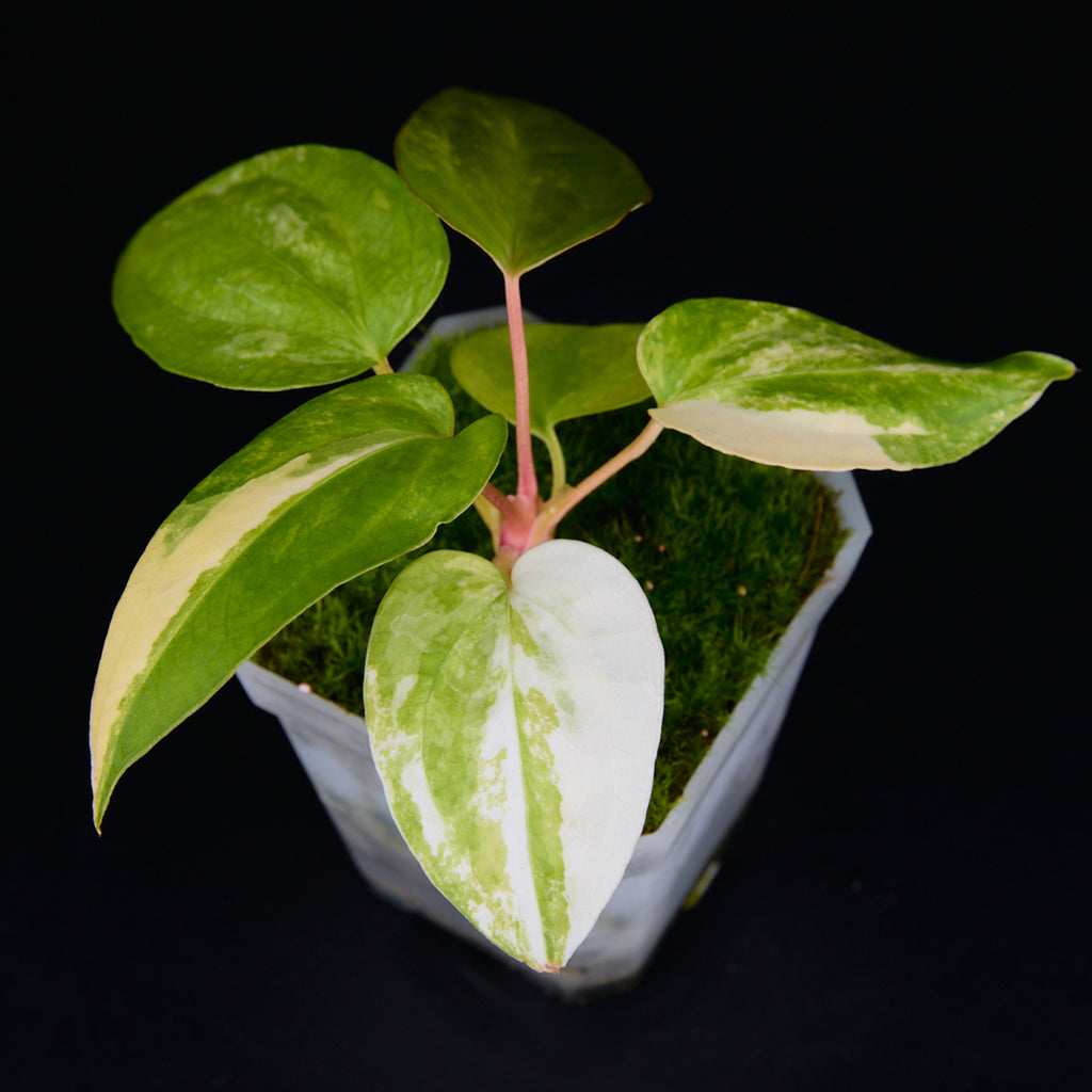 Anthurium 'AM2(Sunset)' x subsignatum Seedlings