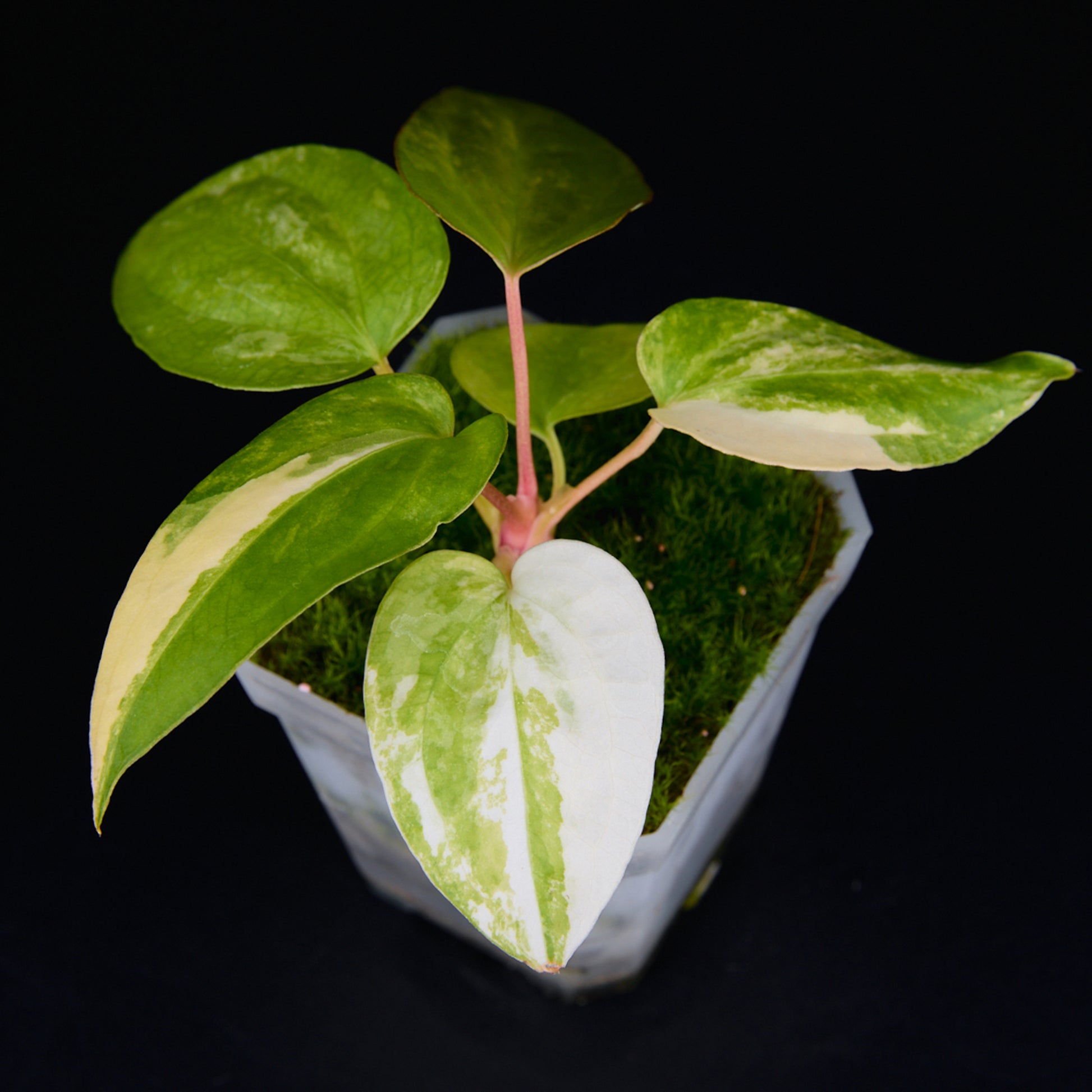Anthurium 'AM2(Sunset)' x subsignatum Seedlings