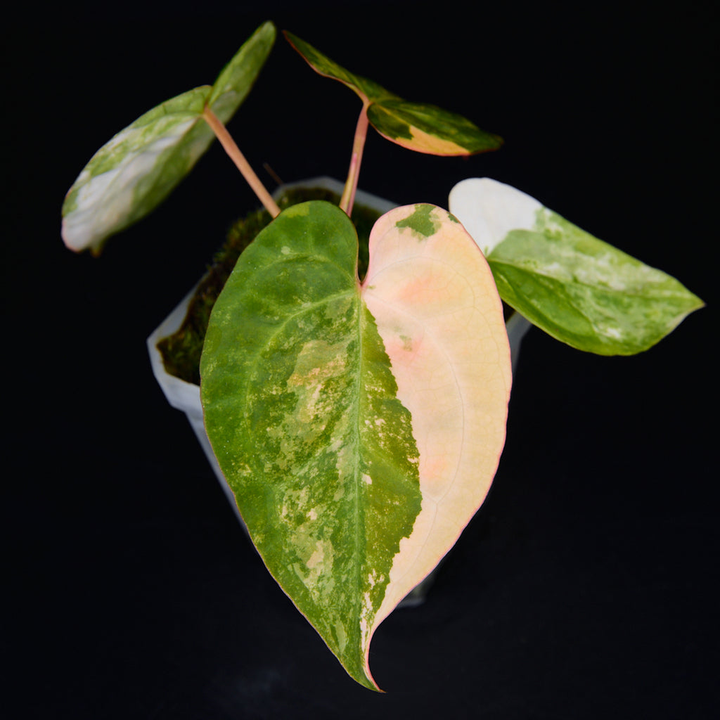 Anthurium 'AM2(Sunset)' x AOS Seedlings
