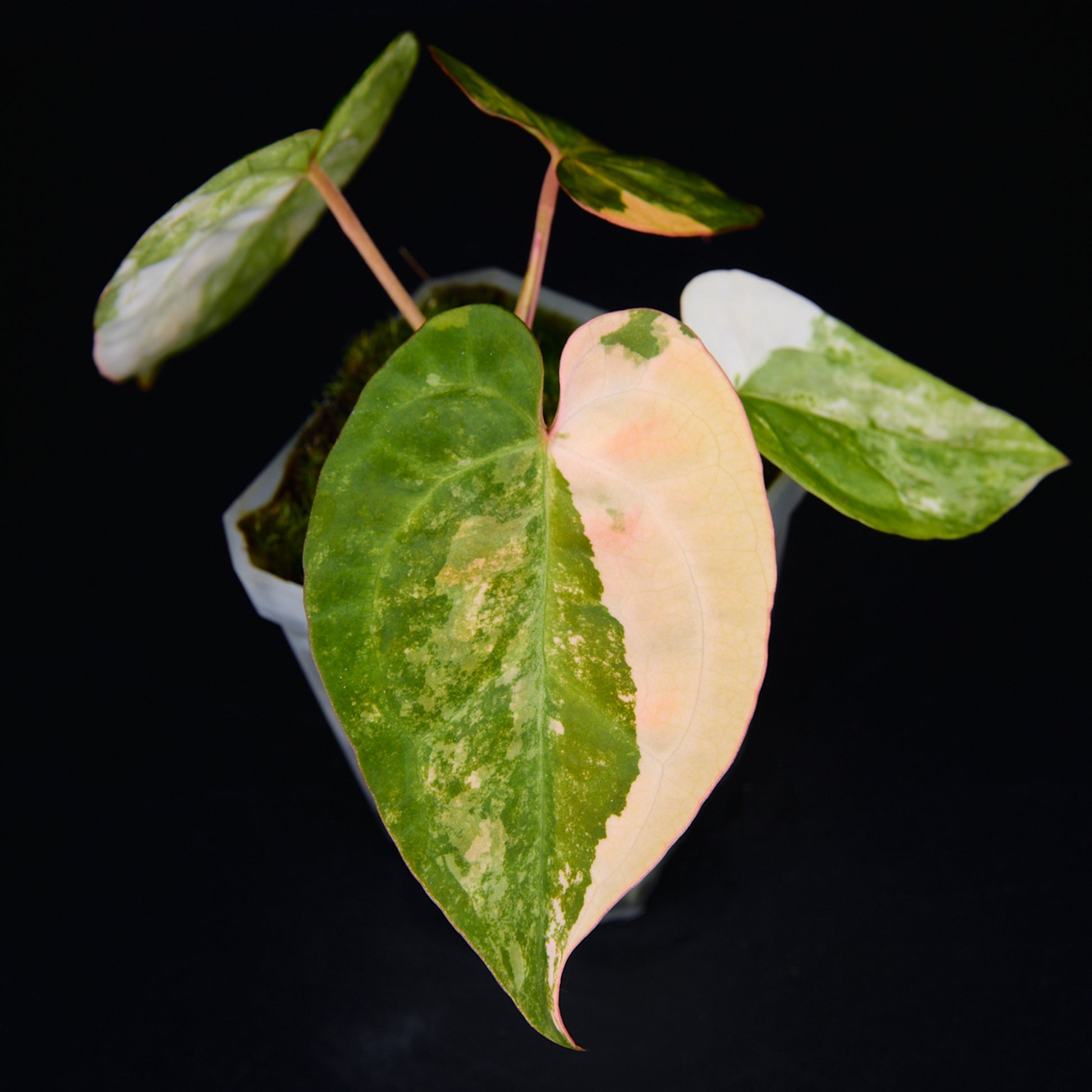 Anthurium 'AM2(Sunset)' x AOS Seedlings