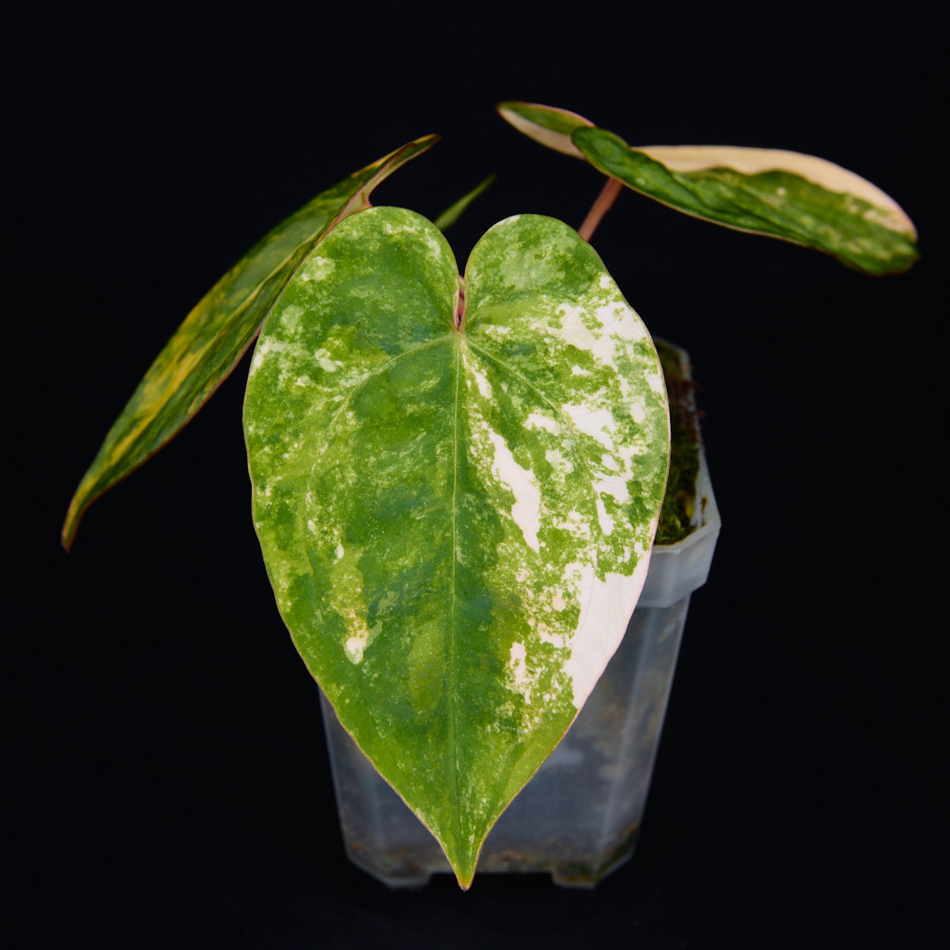 Anthurium 'AM2(Sunset)' x AOS Seedlings