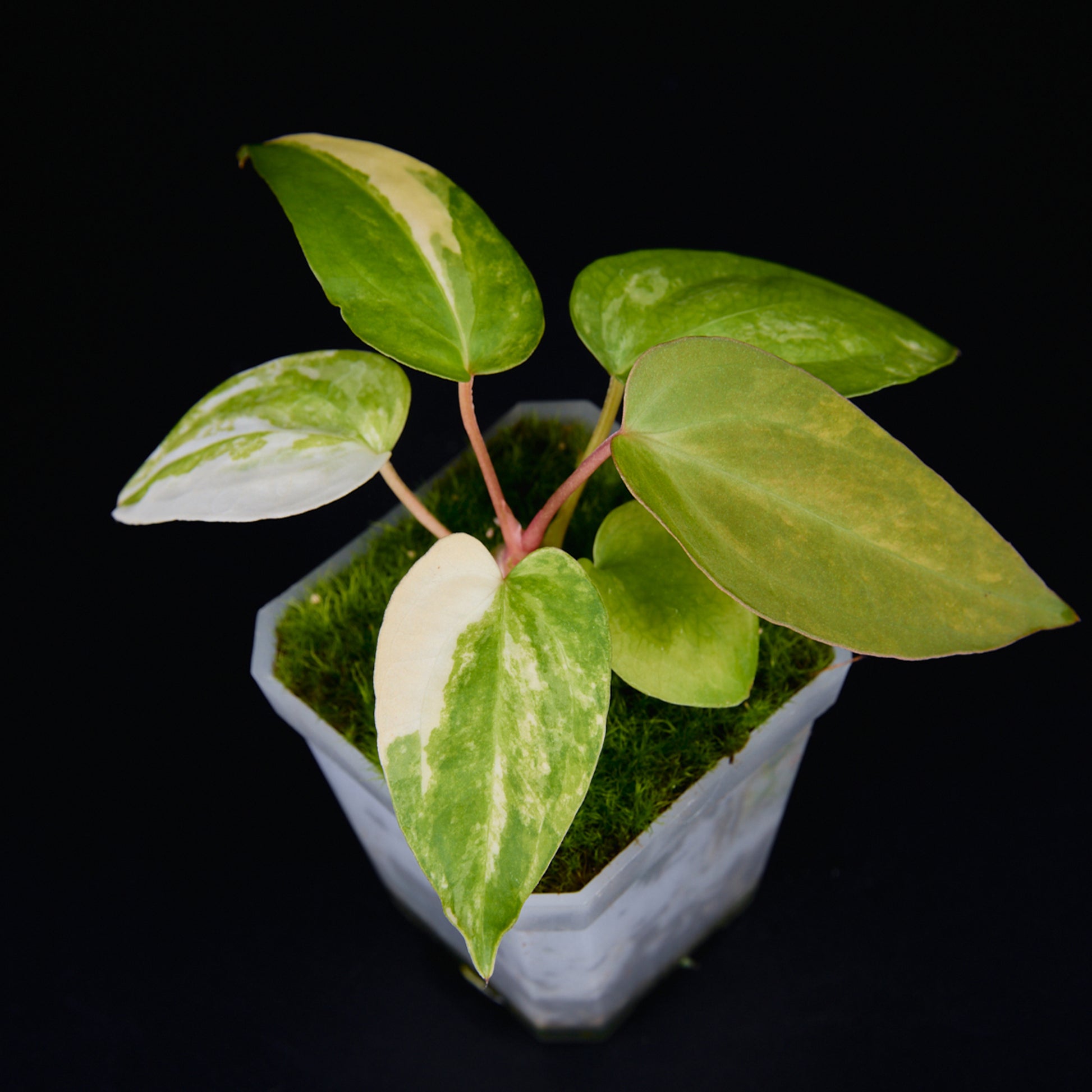 Anthurium 'AM2(Sunset)' x subsignatum Seedlings