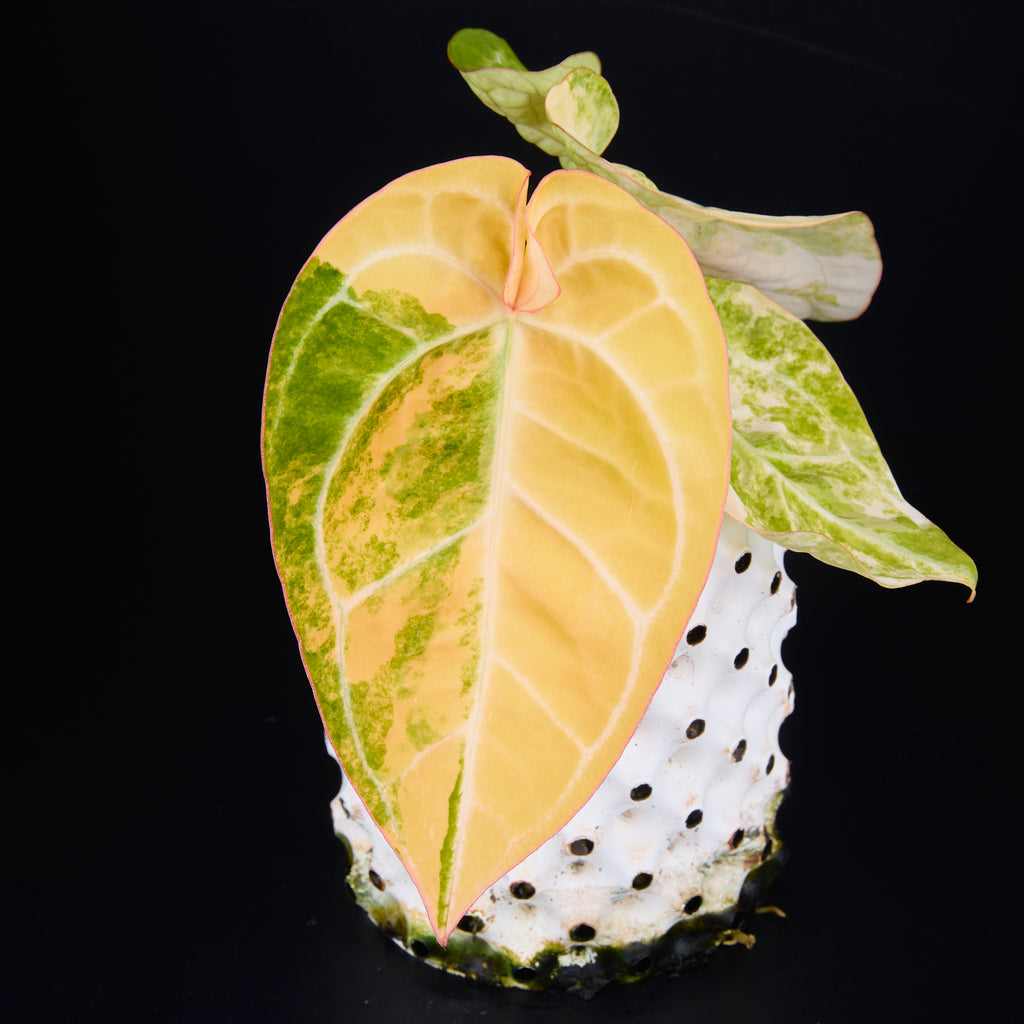 Anthurium 'AM2(Sunset)' C