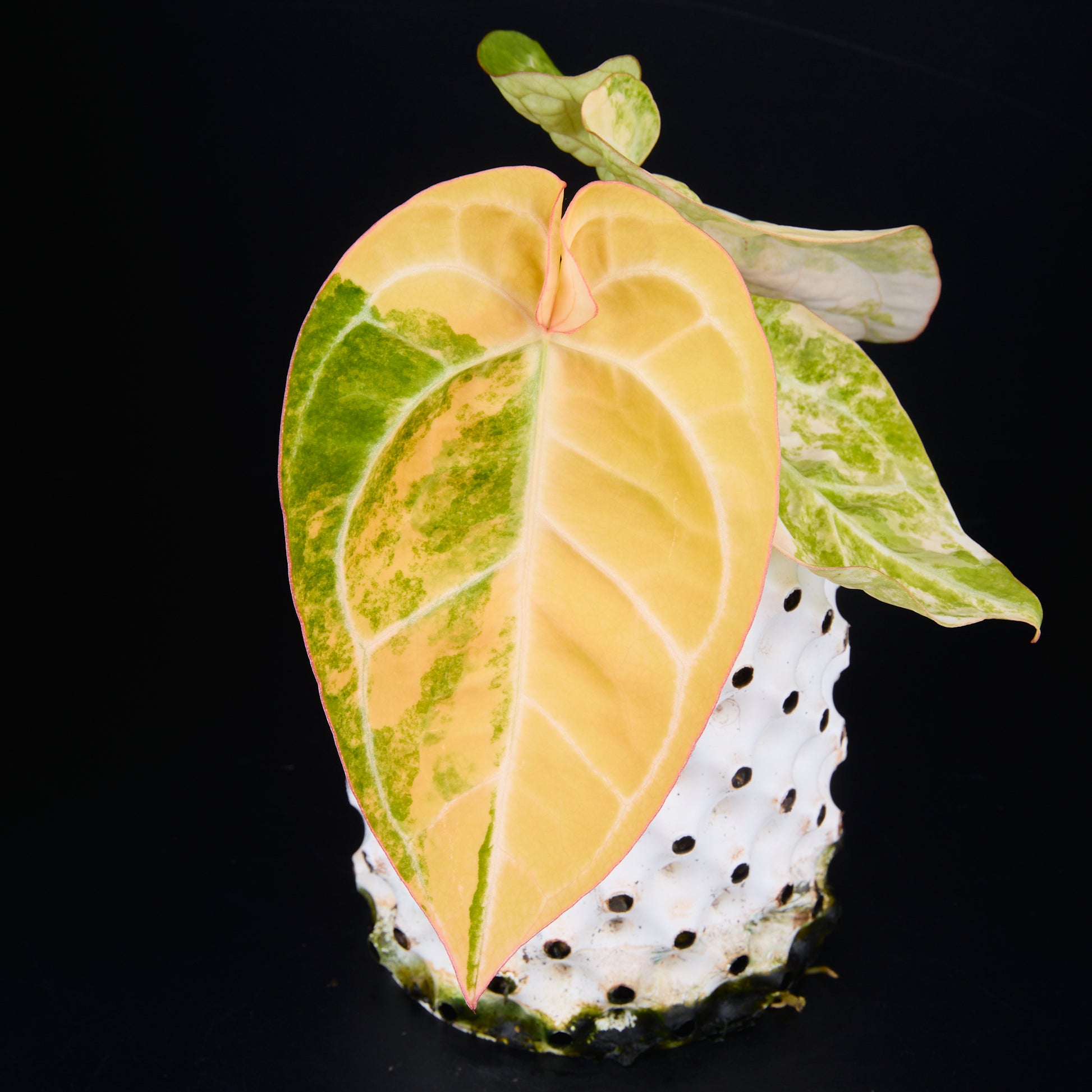 Anthurium 'AM2(Sunset)' C