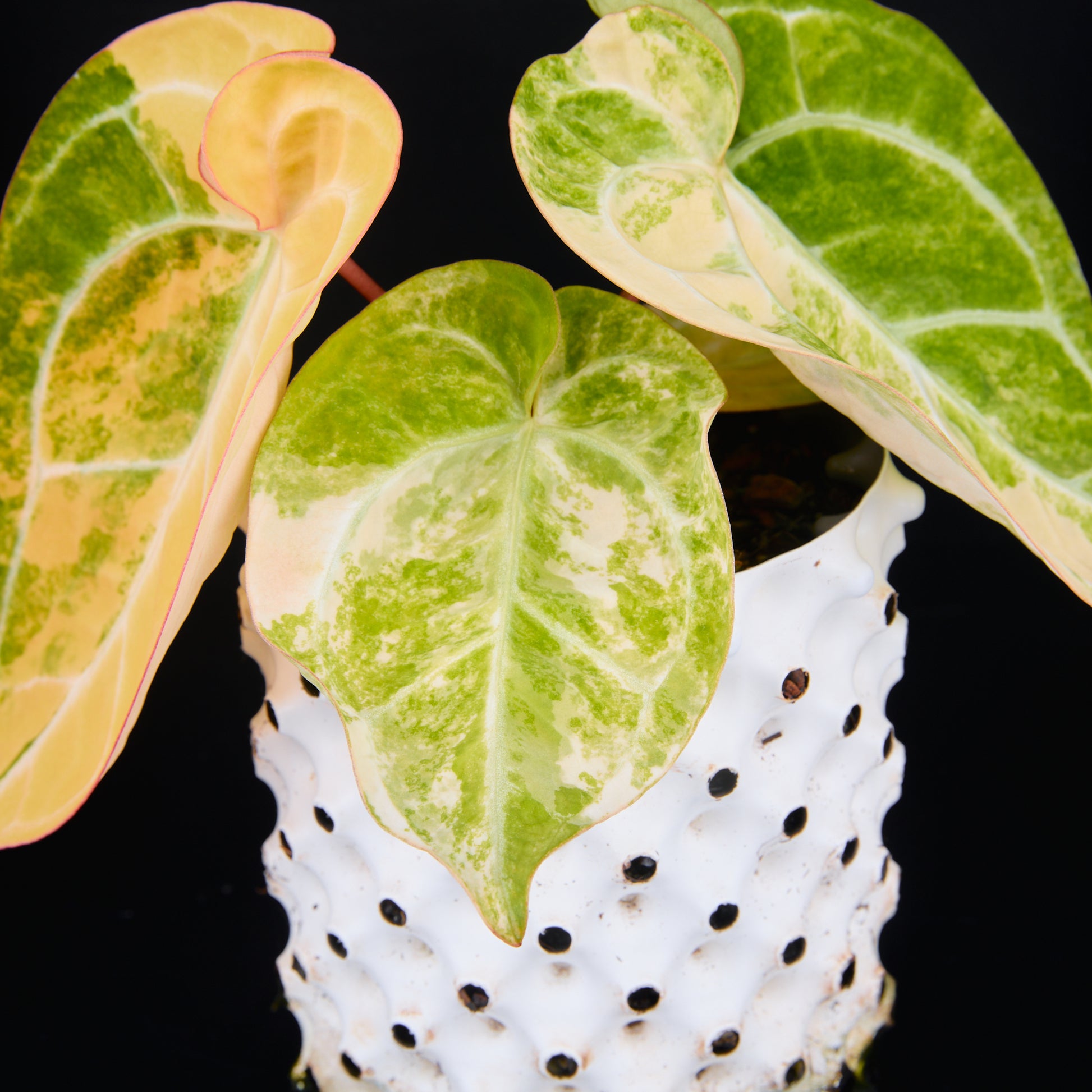 Anthurium 'AM2(Sunset)' C