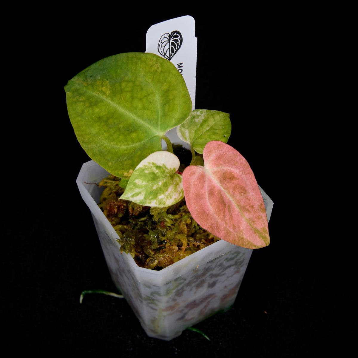 Anthurium Phoenix x Ree Gardens pap. seedlings #4