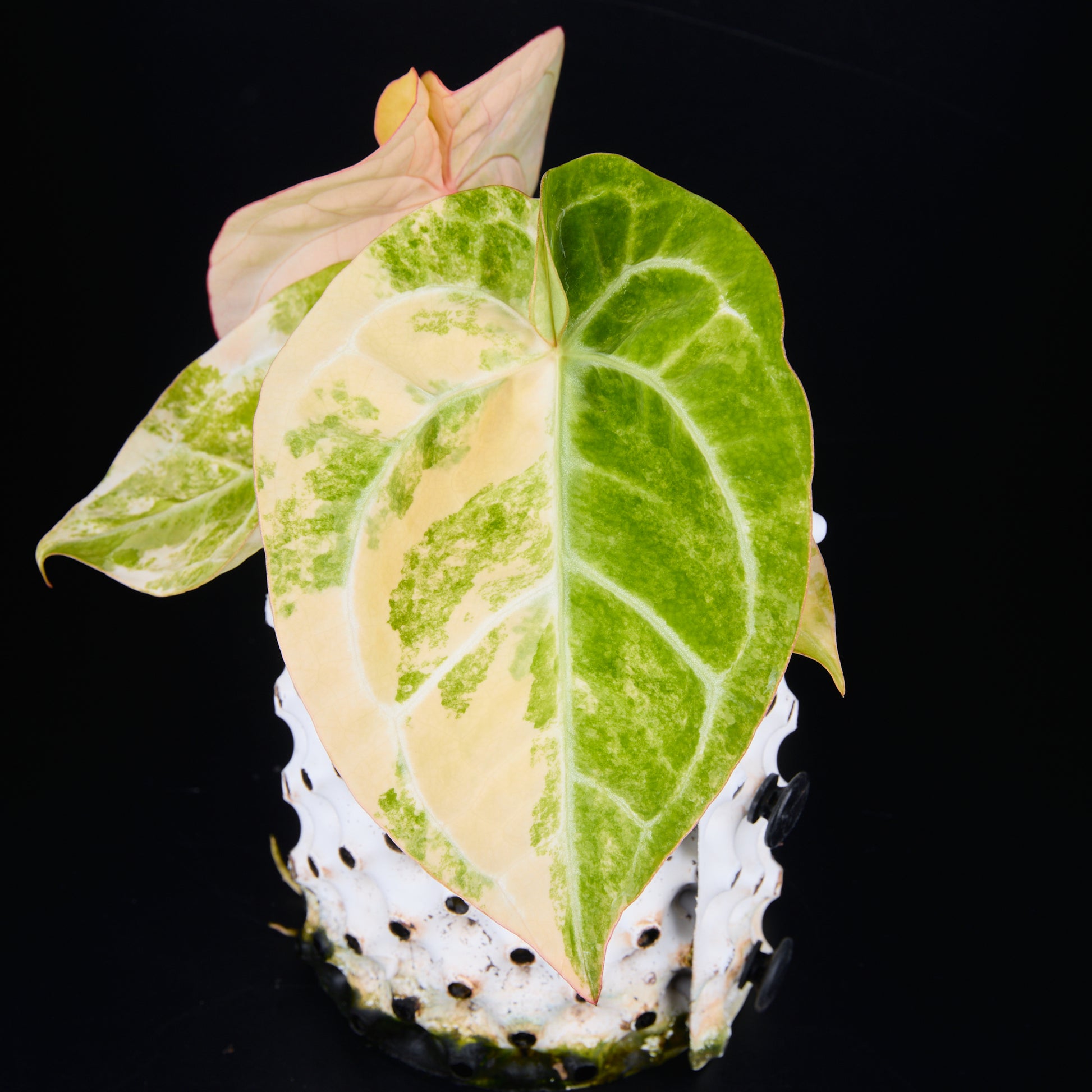 Anthurium 'AM2(Sunset)' C
