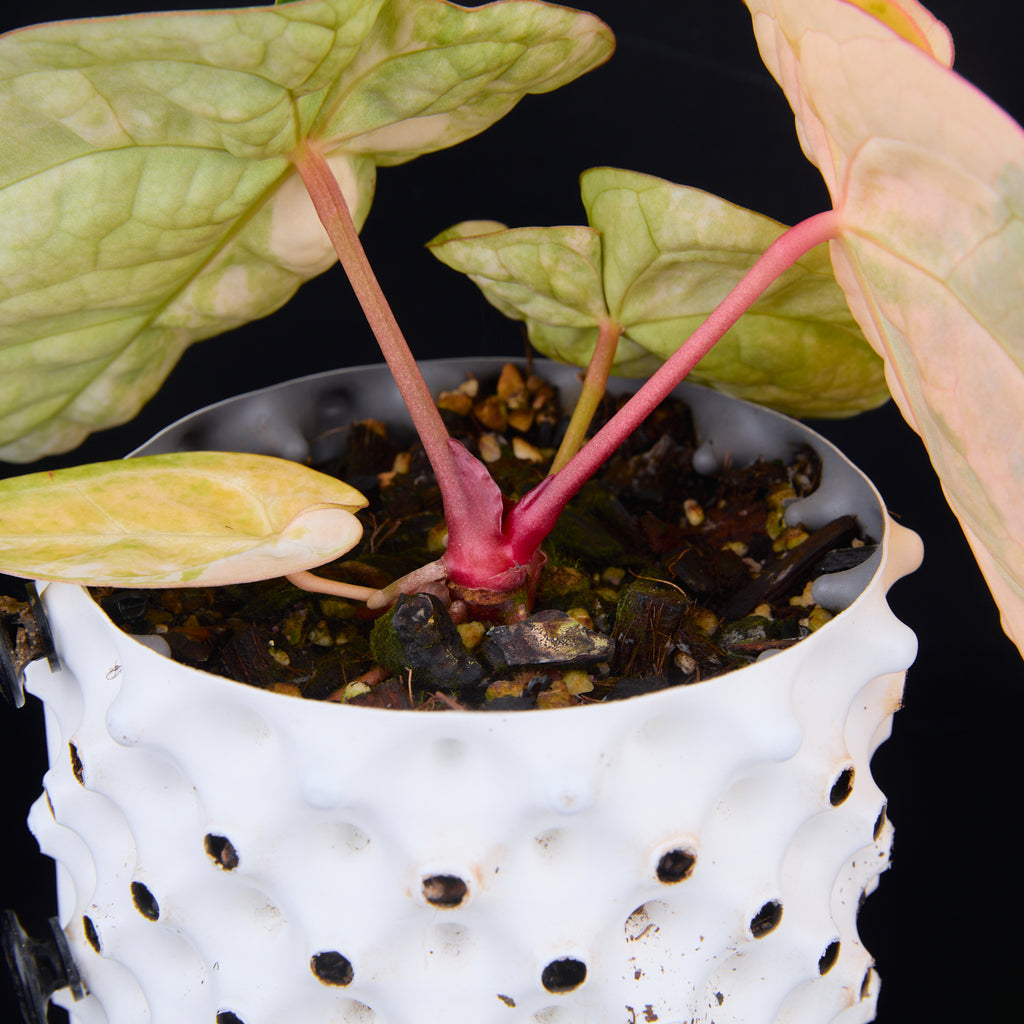 Anthurium 'AM2(Sunset)' C