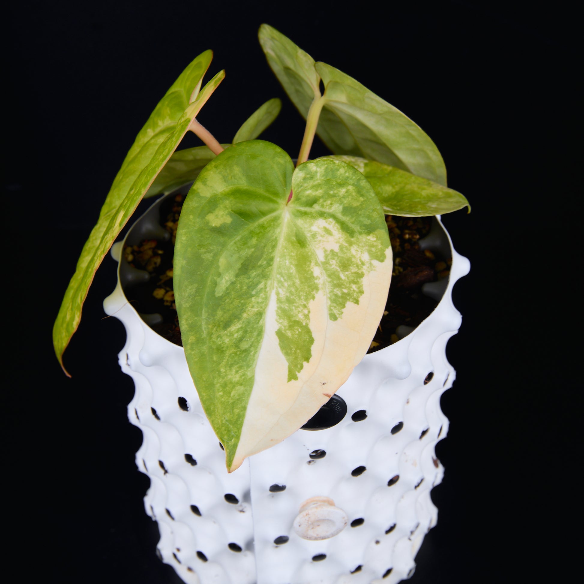 Anthurium 'AM1(Kaiser)' x magnificum D