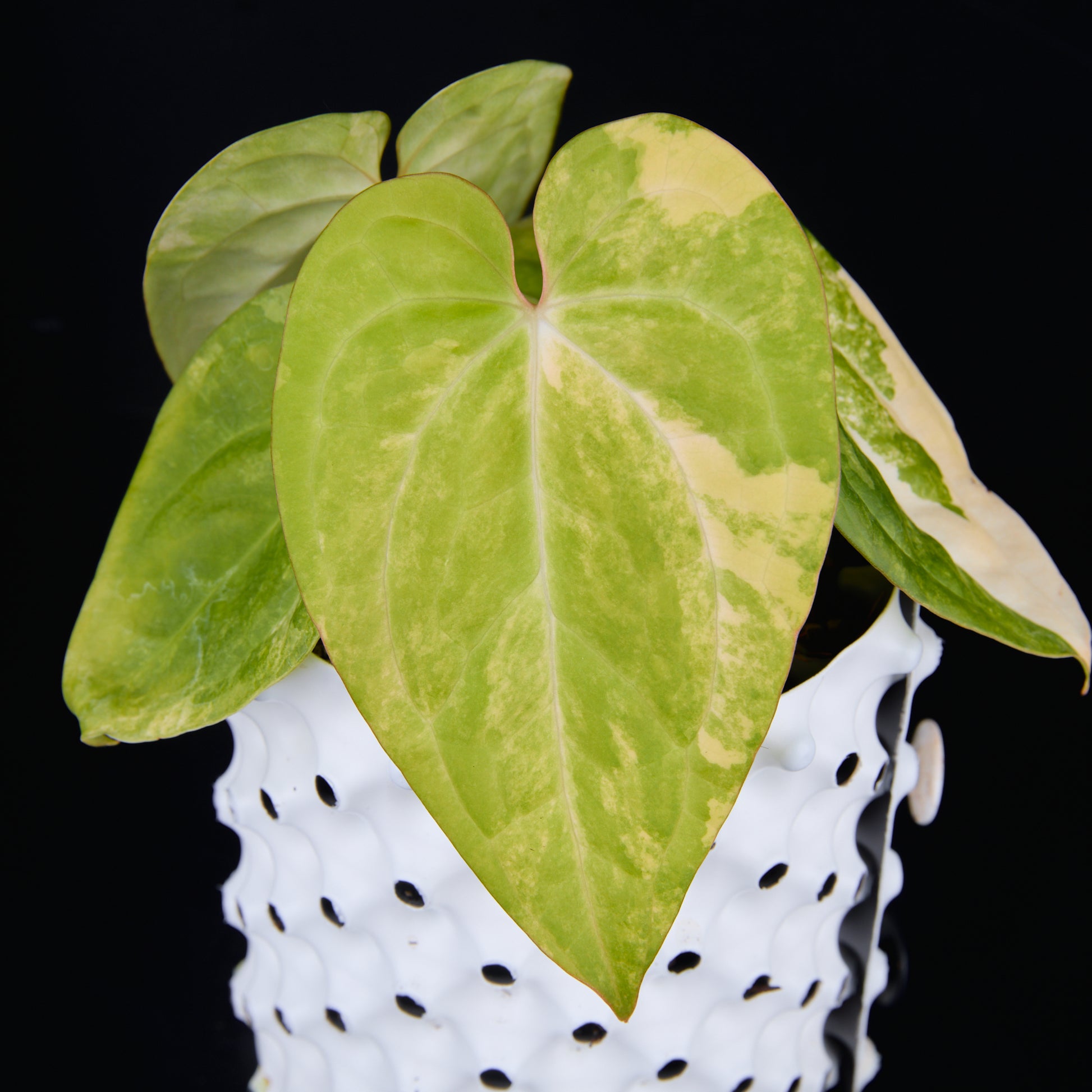 Anthurium 'AM1(Kaiser)' x magnificum D