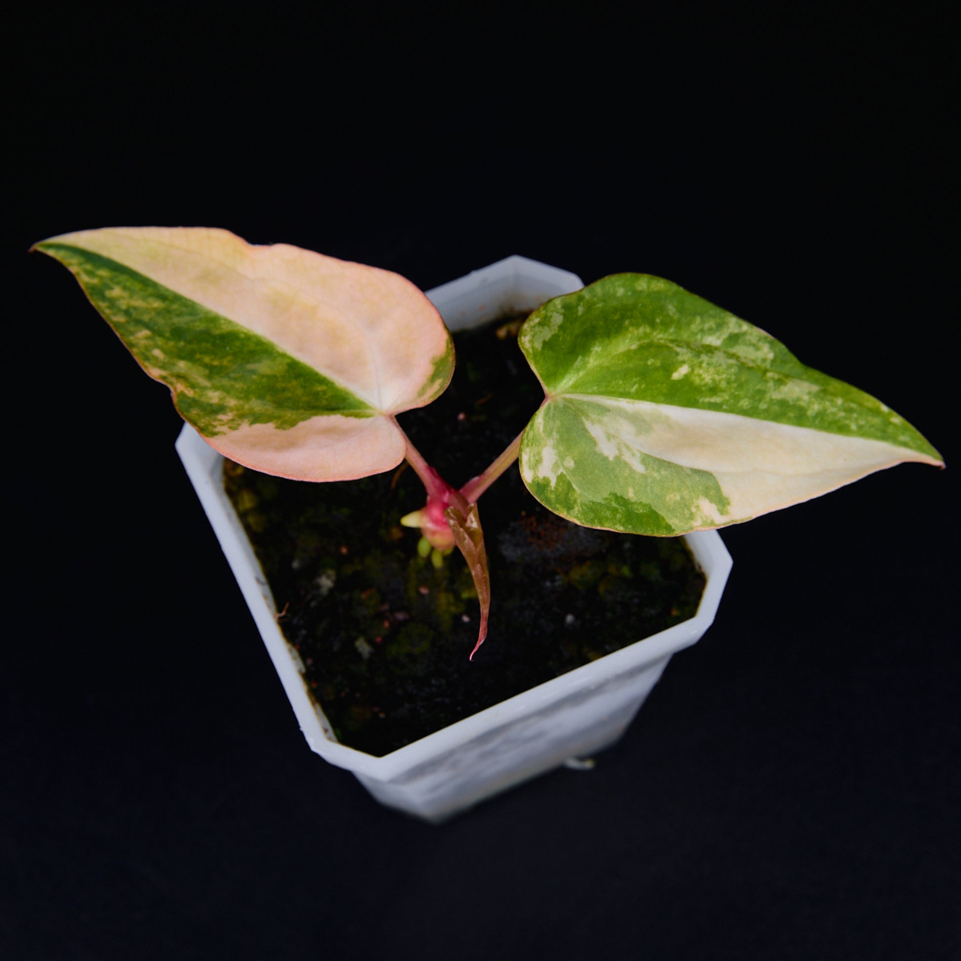 Anthurium 'AM2(Sunset)' x AOS Seedlings