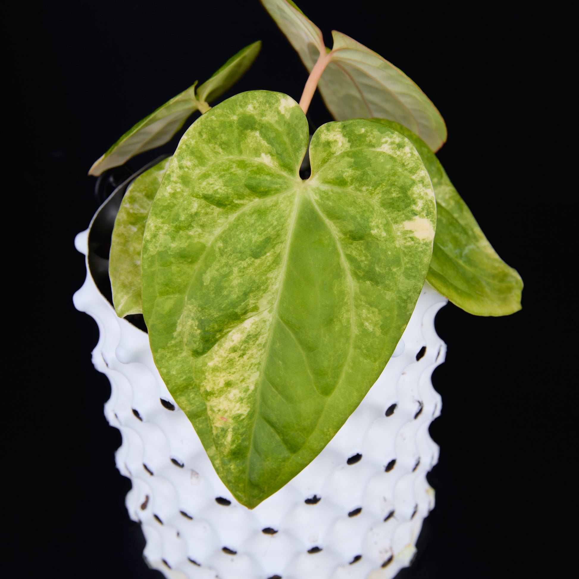 Anthurium 'AM1(Kaiser)' x magnificum D