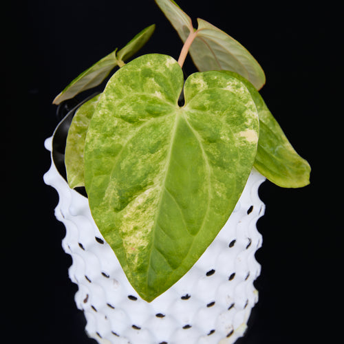 Anthurium 'AM1(Kaiser)' x magnificum D