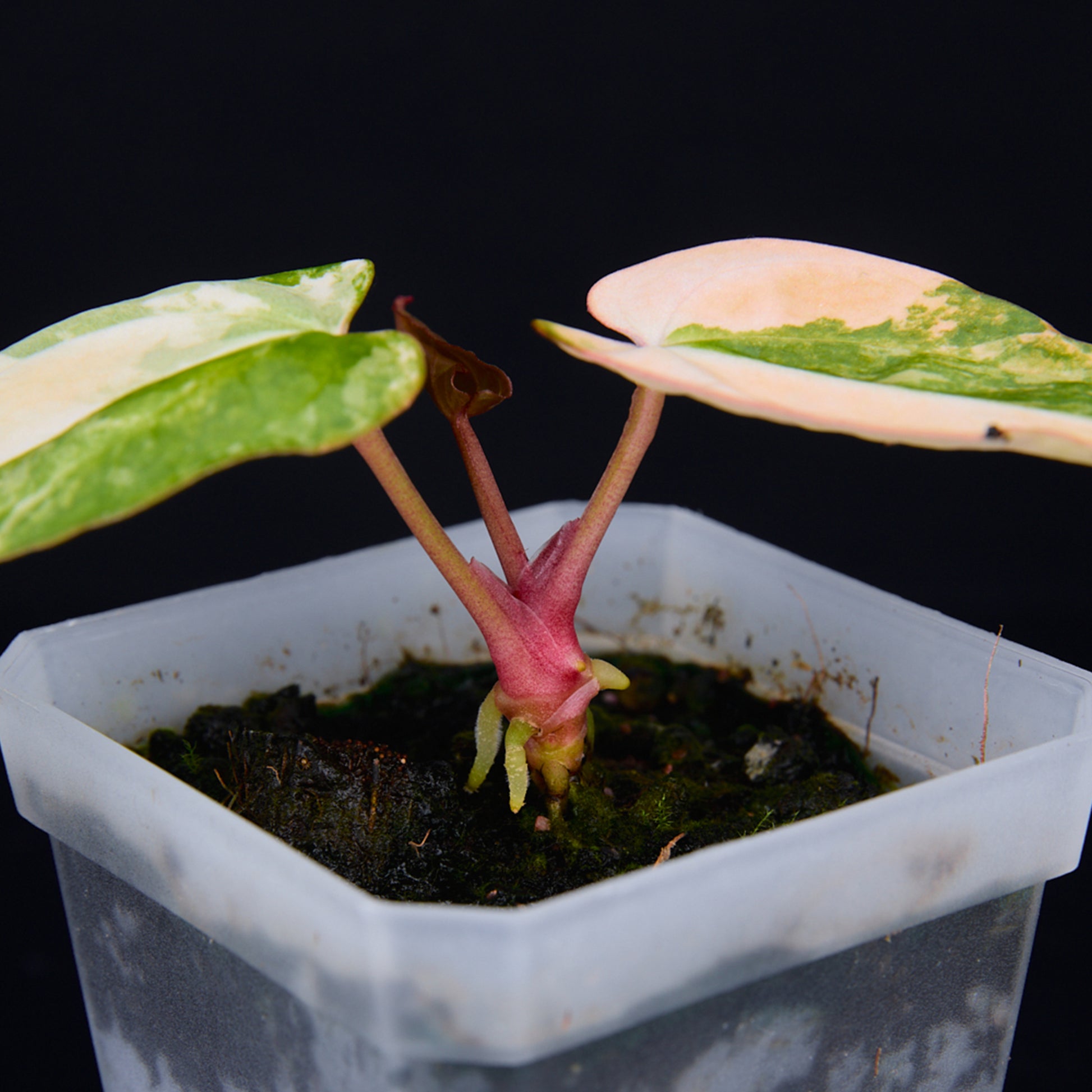 Anthurium 'AM2(Sunset)' x AOS Seedlings