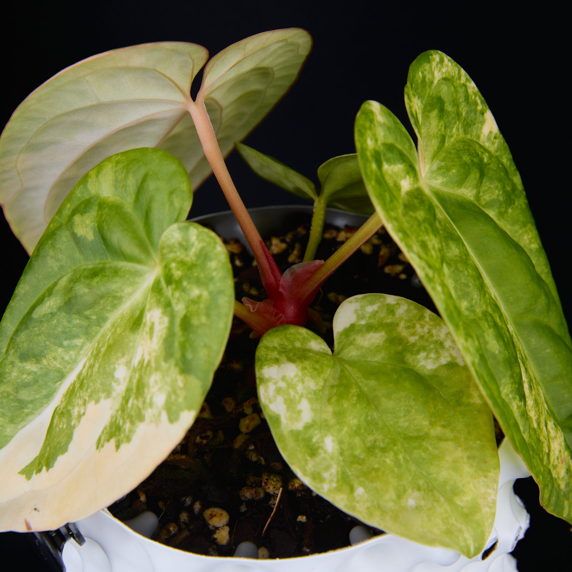 Anthurium 'AM1(Kaiser)' x magnificum D