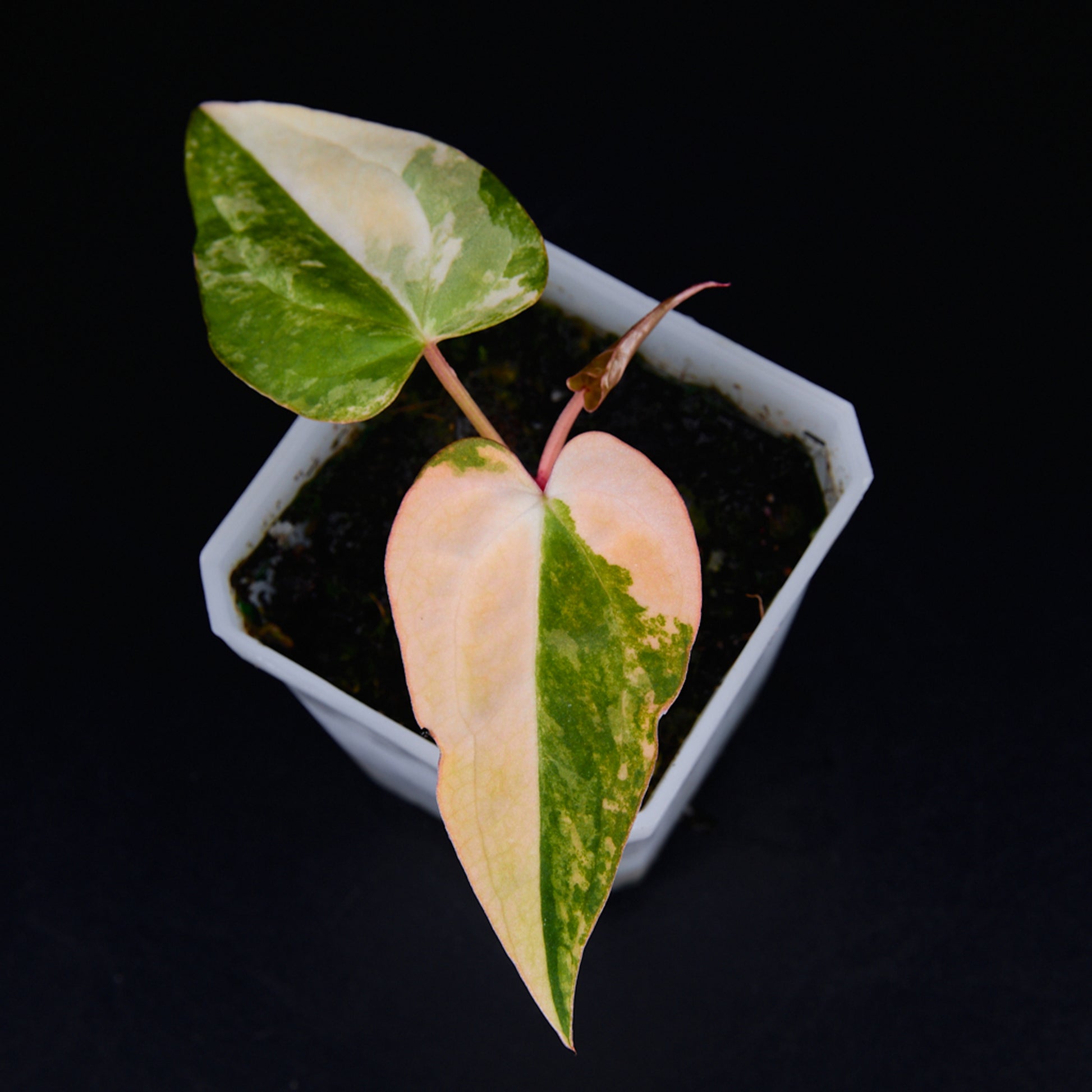 Anthurium 'AM2(Sunset)' x AOS Seedlings