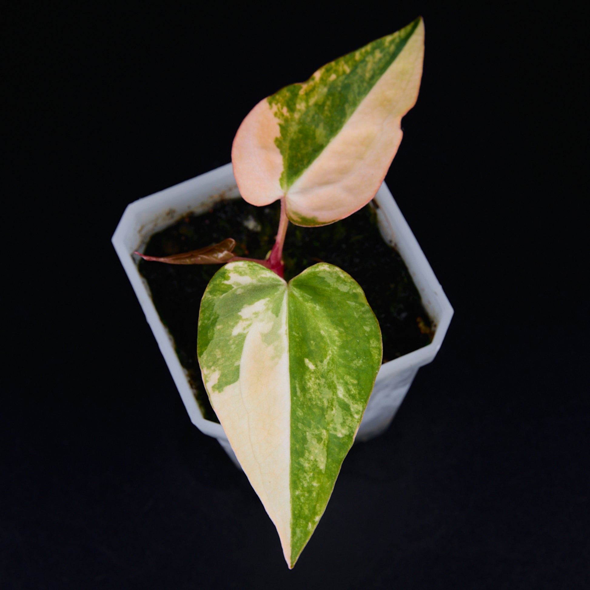 Anthurium 'AM2(Sunset)' x AOS Seedlings