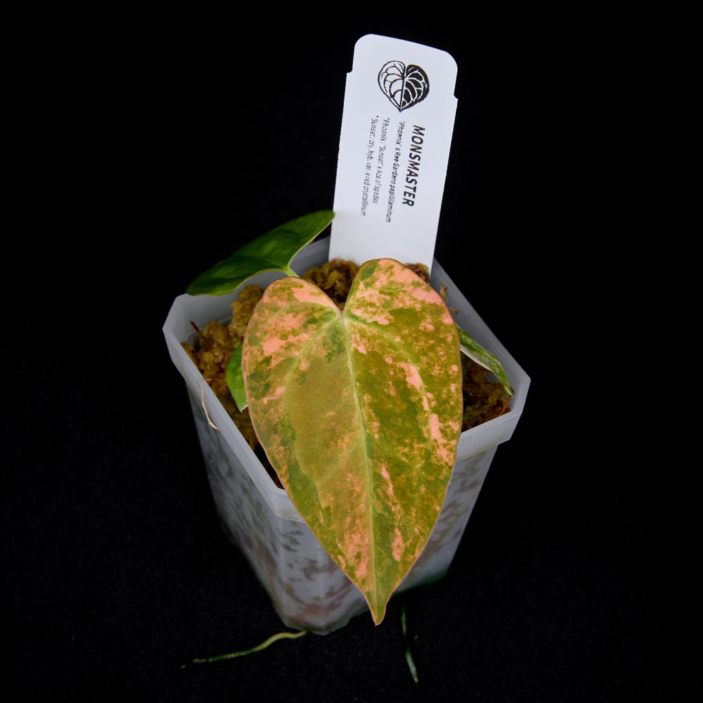 Anthurium Phoenix x Ree Gardens pap. seedlings #5