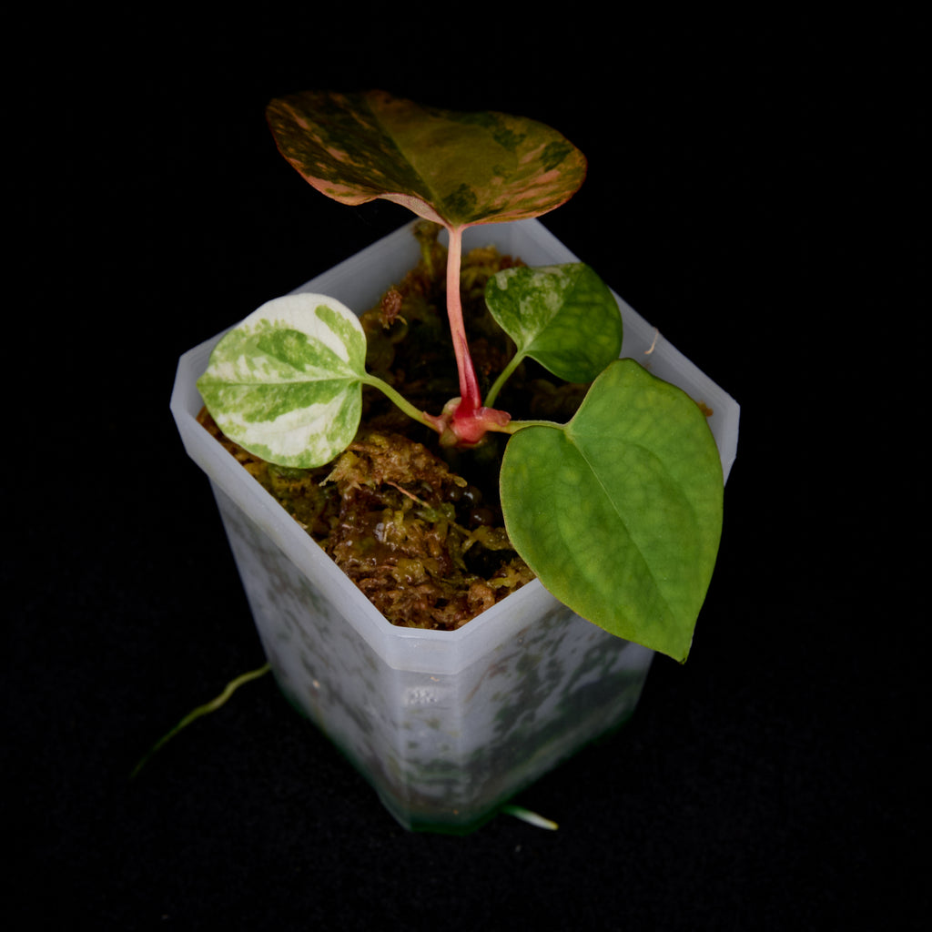 Anthurium Phoenix x Ree Gardens pap. seedlings #5