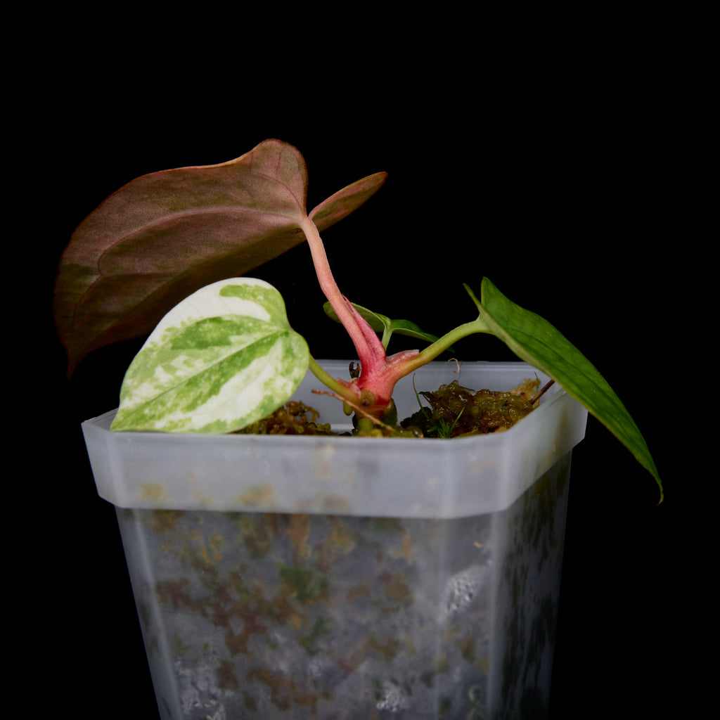 Anthurium Phoenix x Ree Gardens pap. seedlings #5