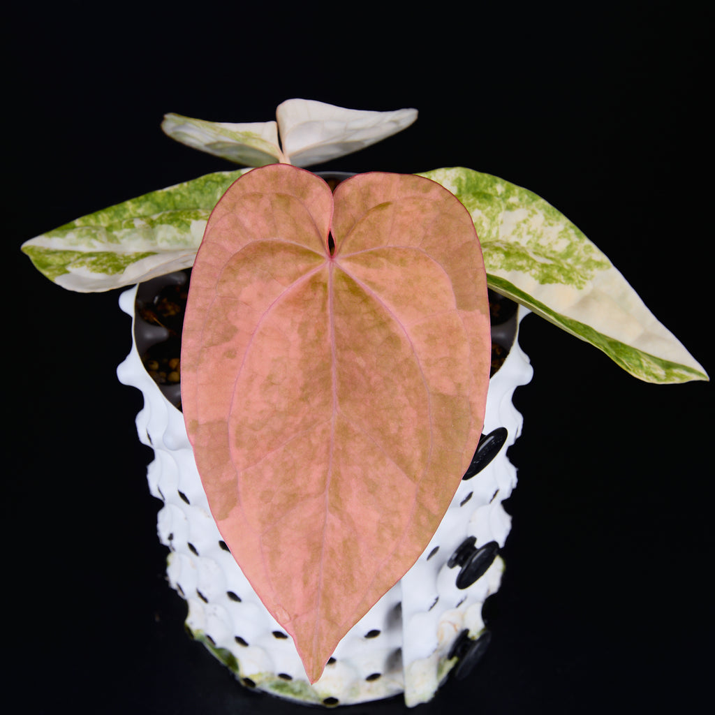 Anthurium 'AM1(Kaiser)' x magnificum E