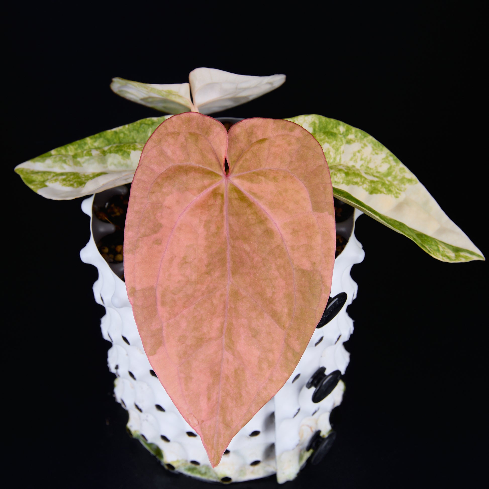 Anthurium 'AM1(Kaiser)' x magnificum E