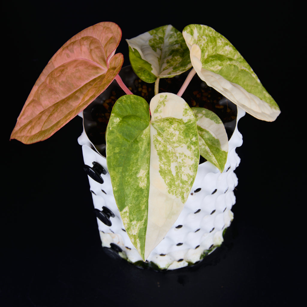 Anthurium 'AM1(Kaiser)' x magnificum E