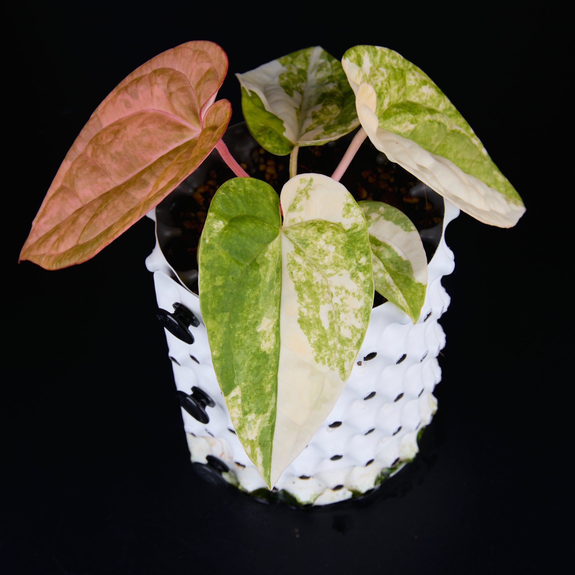 Anthurium 'AM1(Kaiser)' x magnificum E