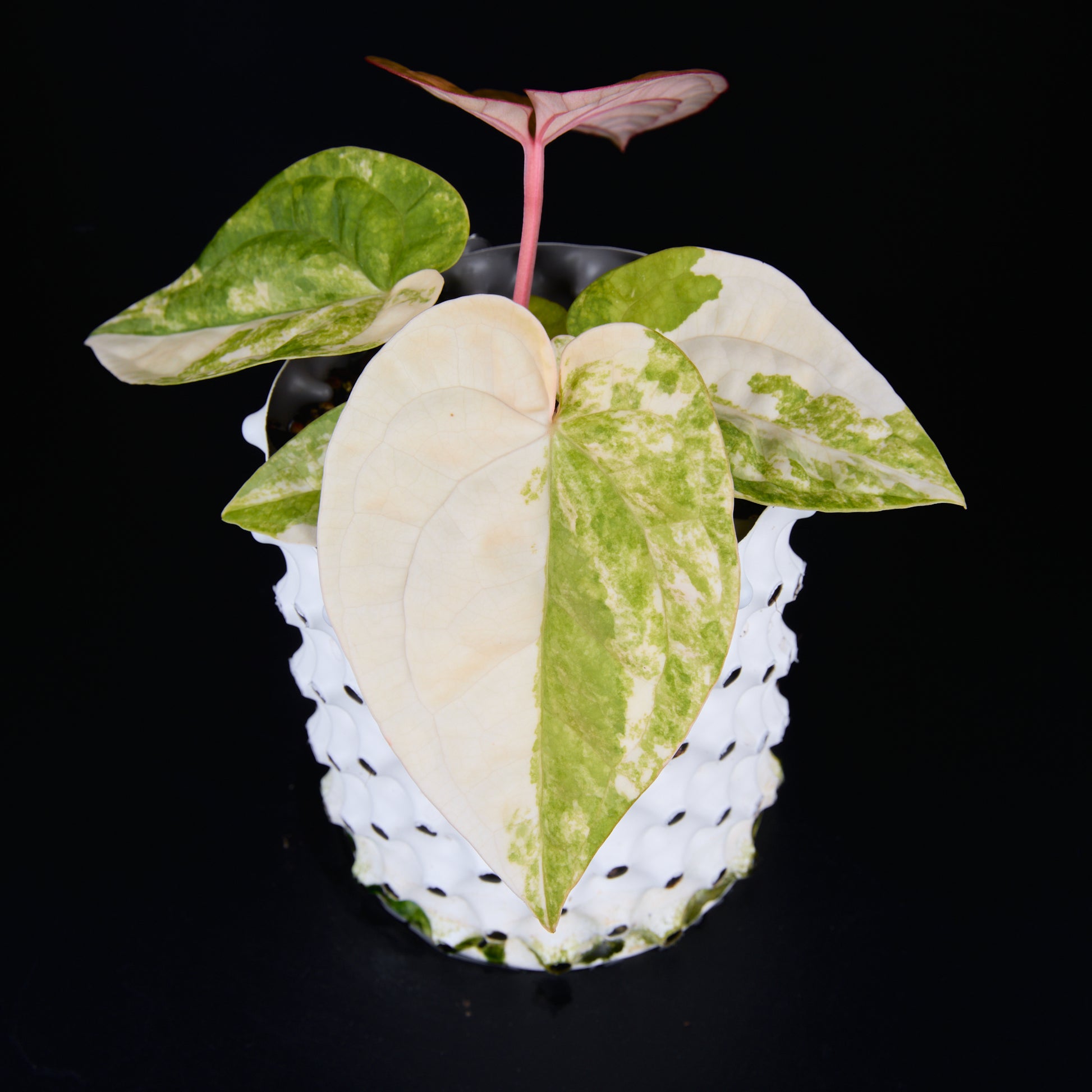 Anthurium 'AM1(Kaiser)' x magnificum E