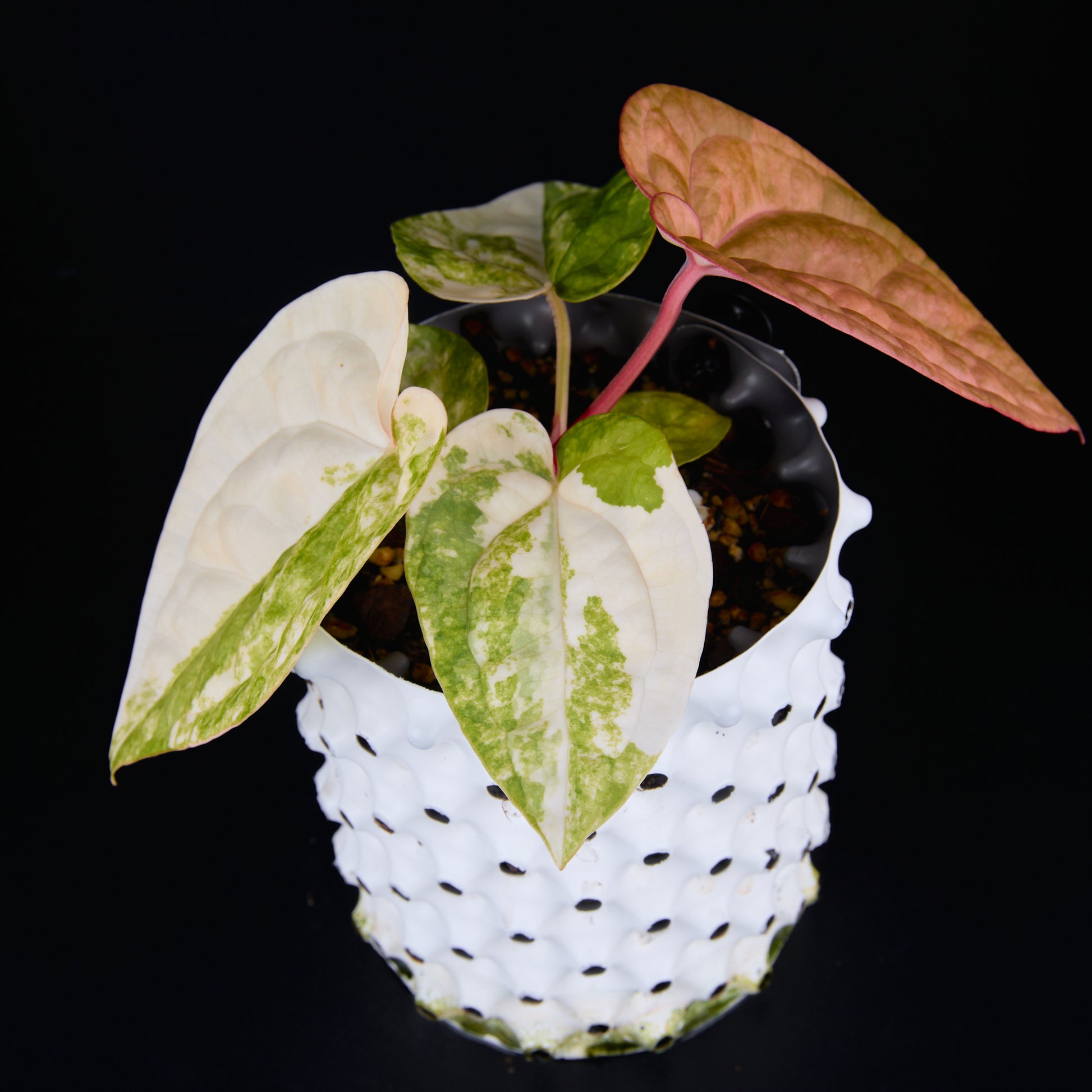 Anthurium 'AM1(Kaiser)' x magnificum E