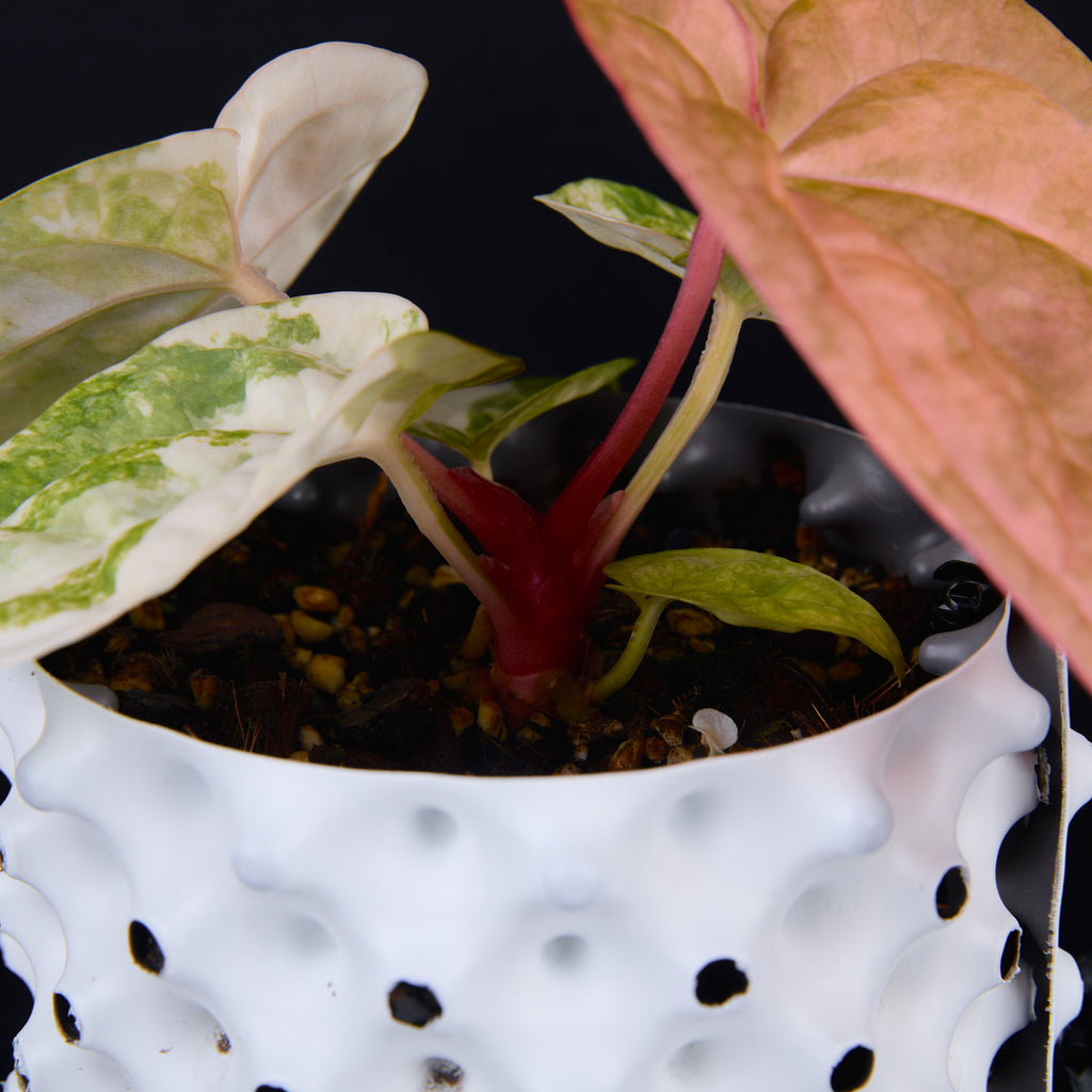 Anthurium 'AM1(Kaiser)' x magnificum E