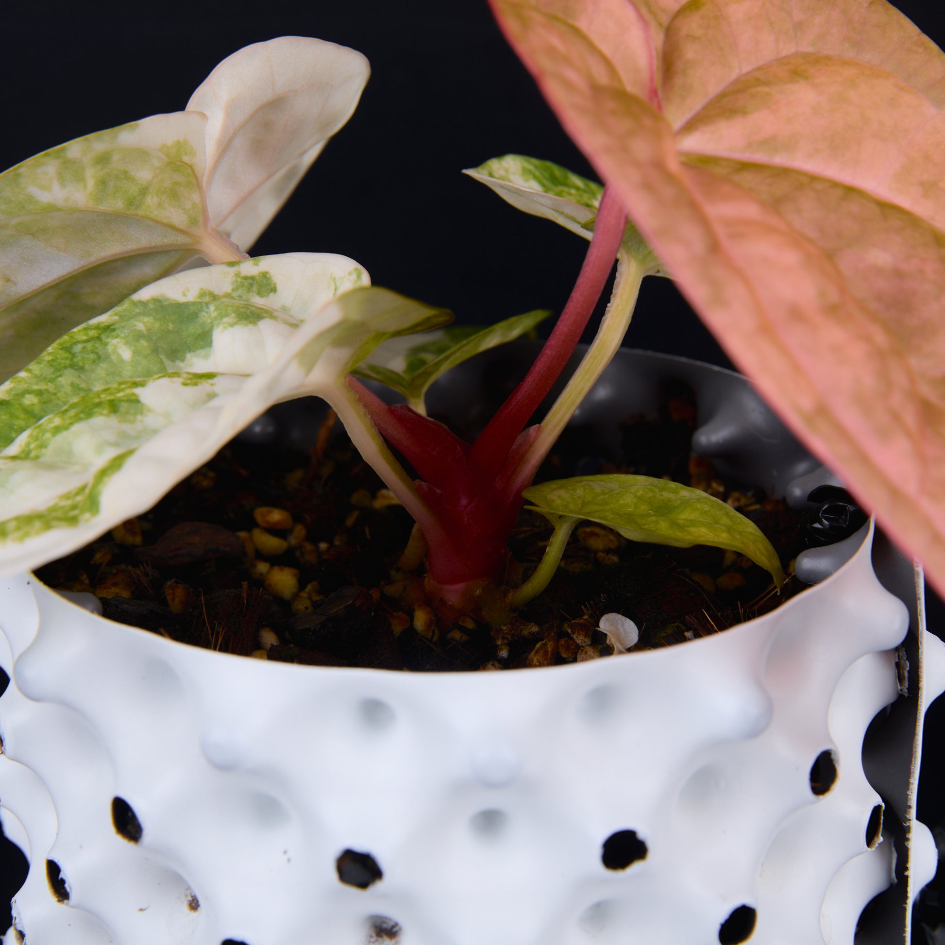 Anthurium 'AM1(Kaiser)' x magnificum E