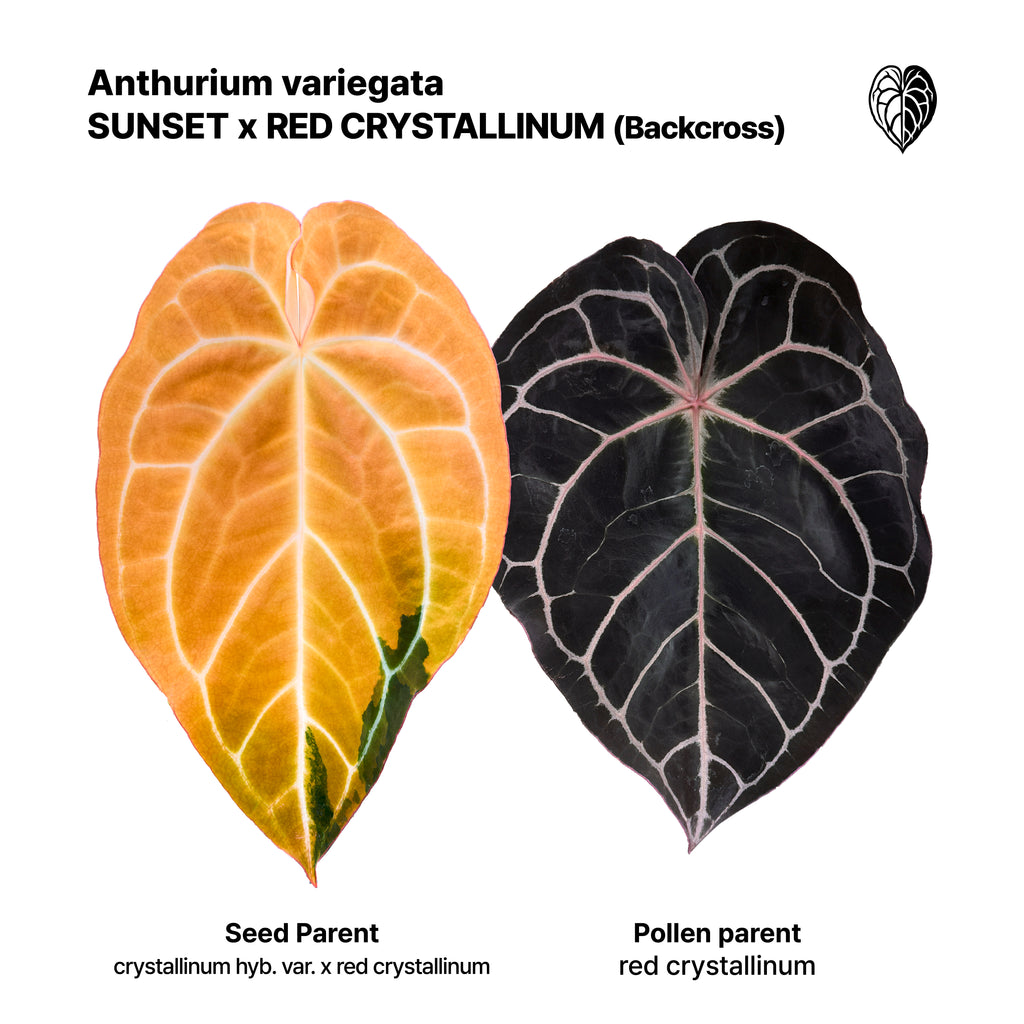 Anthurium 'AM2(Sunset)' x red crystallinum (Backcross) Seedlings 5