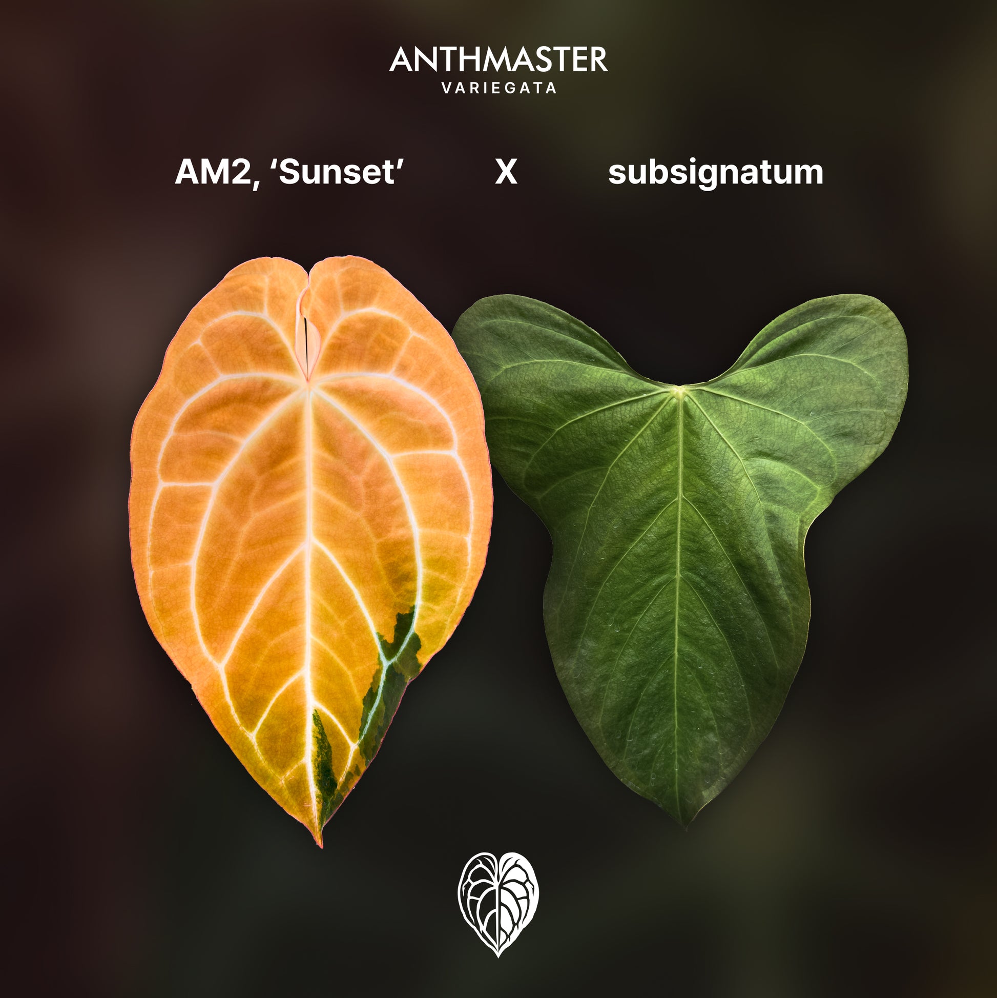 Anthurium 'AM2(Sunset)' x subsignatum Seedlings