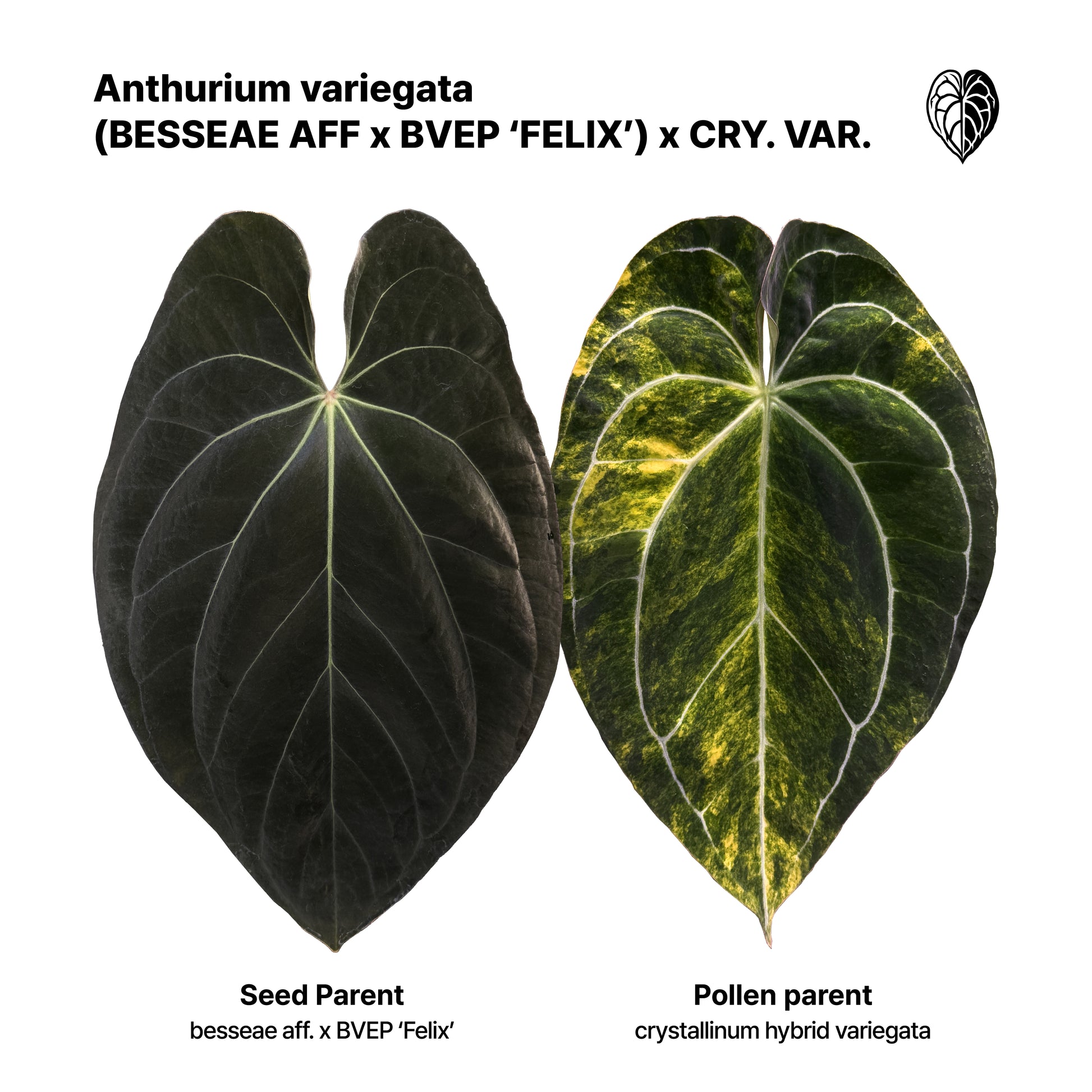 Anthurium (besseae aff x antolakii 'Felix') x crystallinum hyb. var. Seedlings