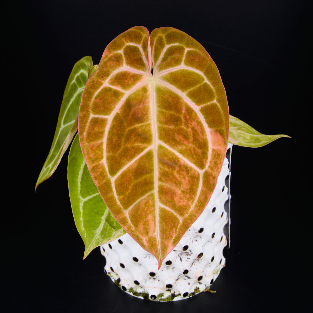 Anthurium 'AM2(Sunset)' x magnificum A