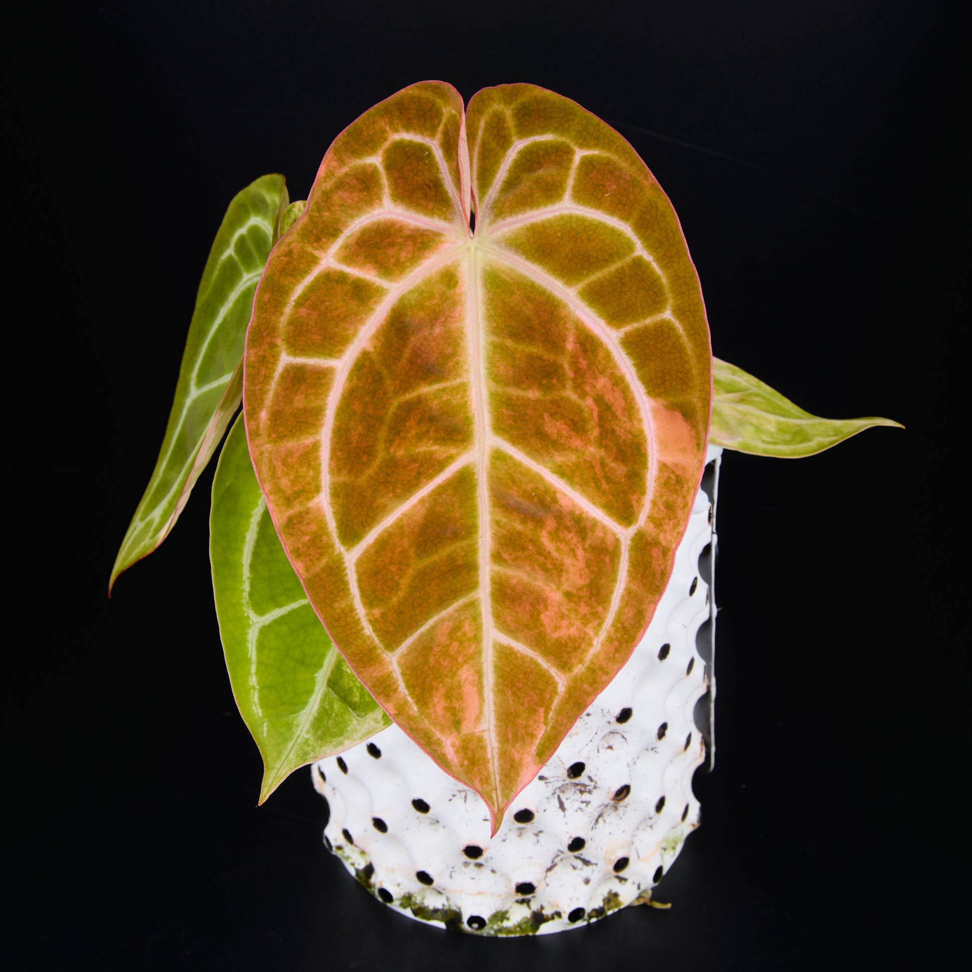 Anthurium 'AM2(Sunset)' x magnificum A