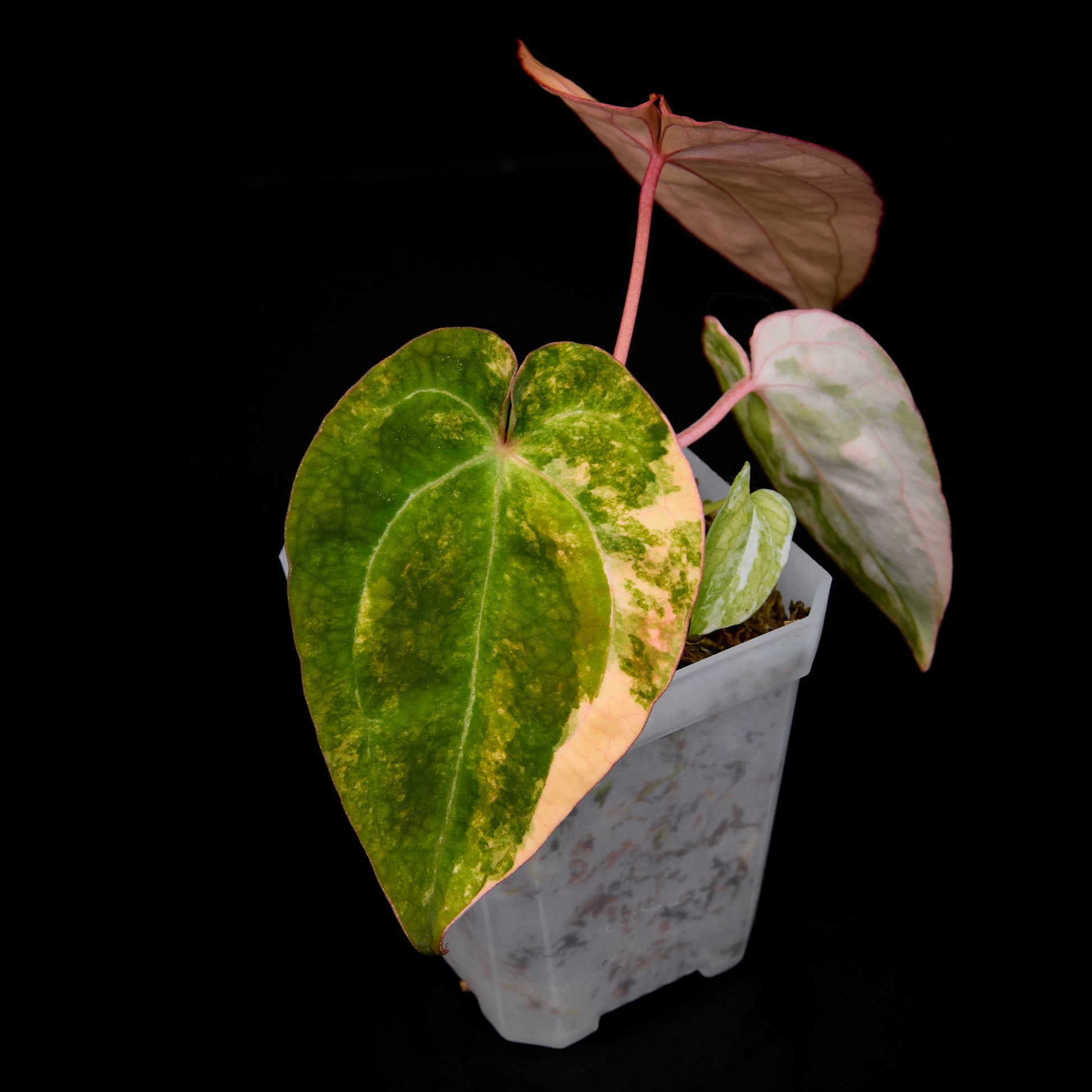Anthurium ('AM1(Kaiser)' x magnificum) x 'AM5(Phoenix)' Seedlings 10