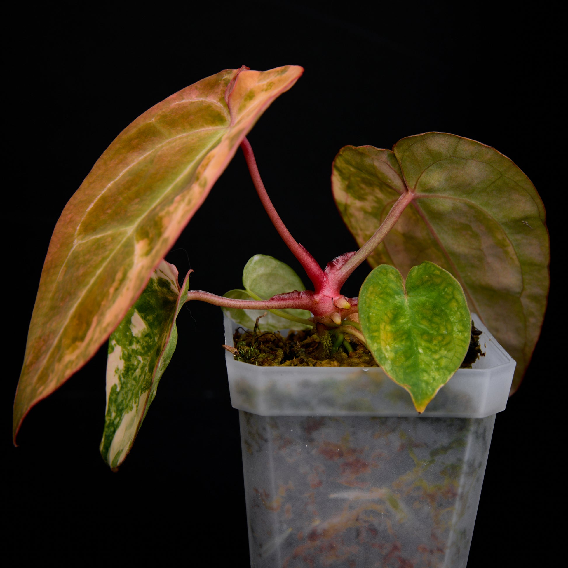 Anthurium ('AM1(Kaiser)' x magnificum) x 'AM5(Phoenix)' Seedlings 10