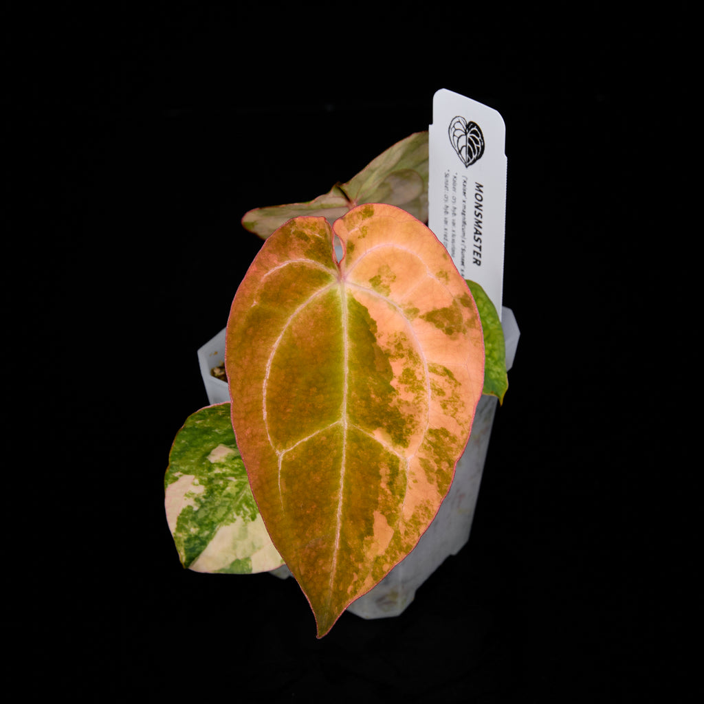 Anthurium ('AM1(Kaiser)' x magnificum) x 'AM5(Phoenix)' Seedlings 10